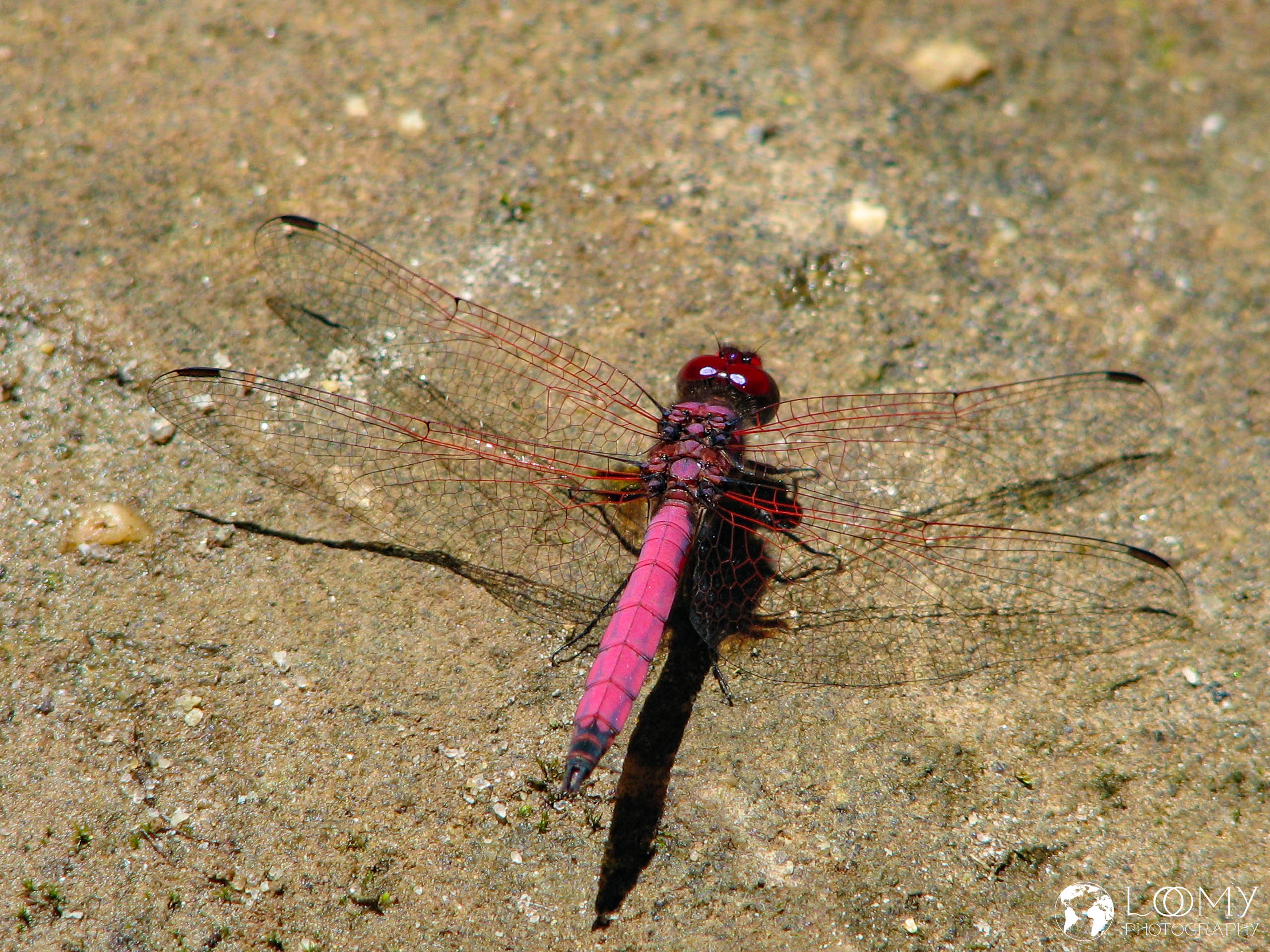 Libelle