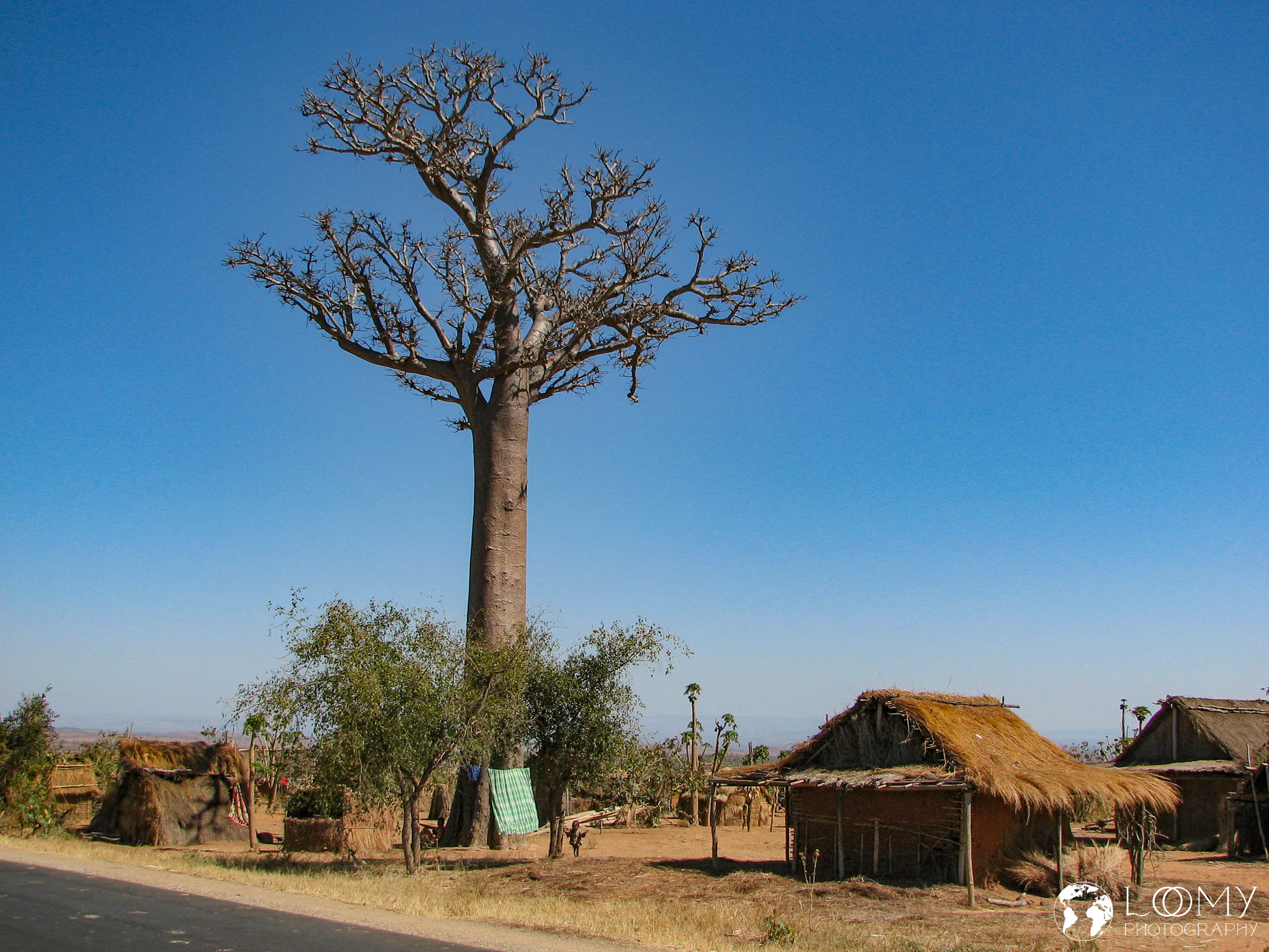 Baobab