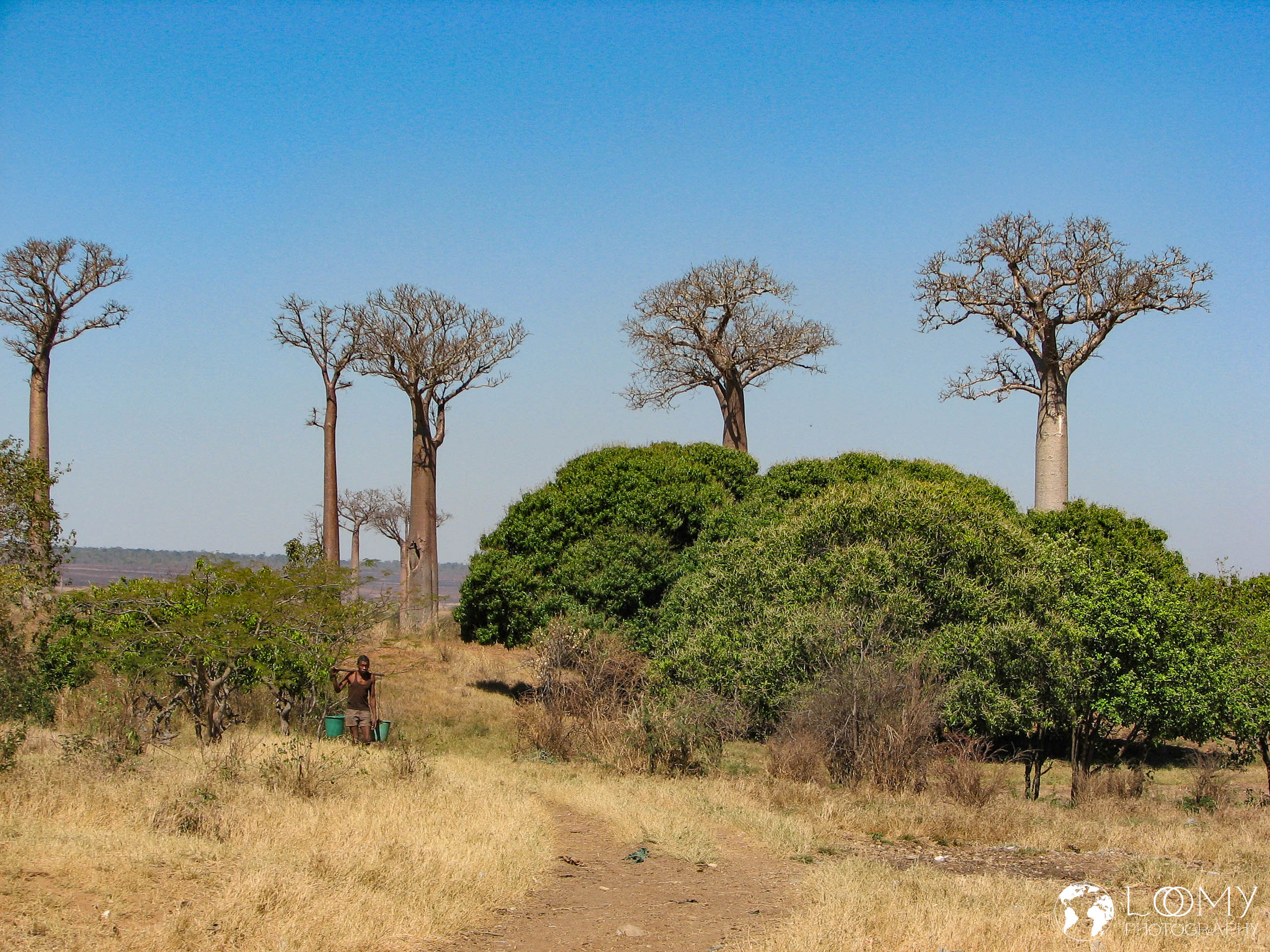 Baobab