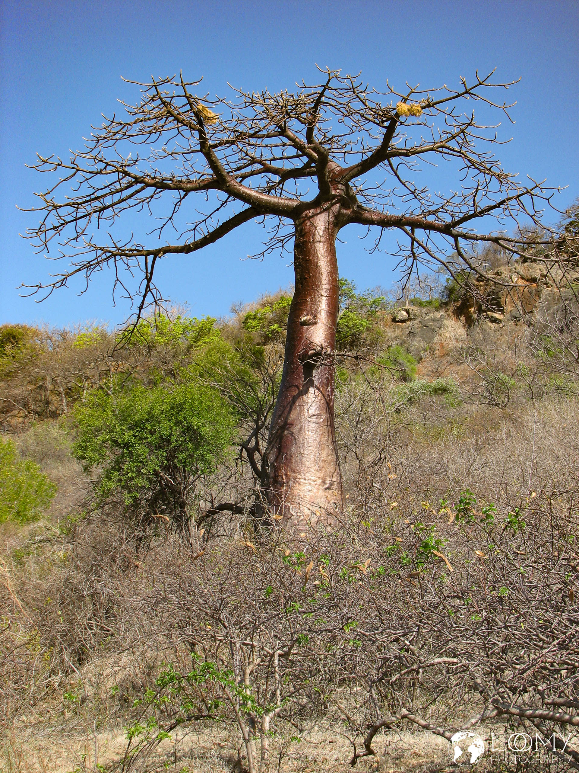 Baobab