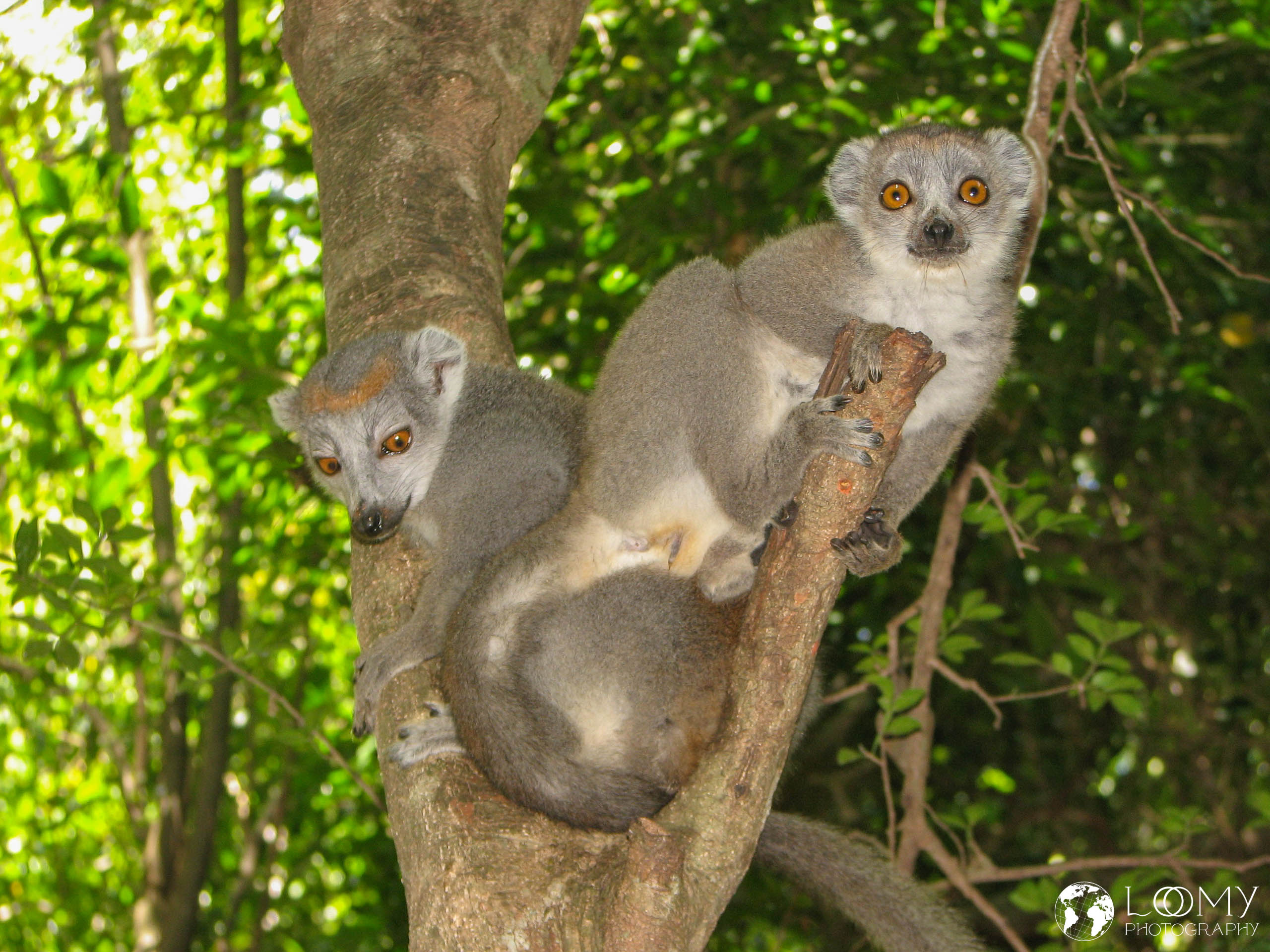 Kronen-Sifaka
