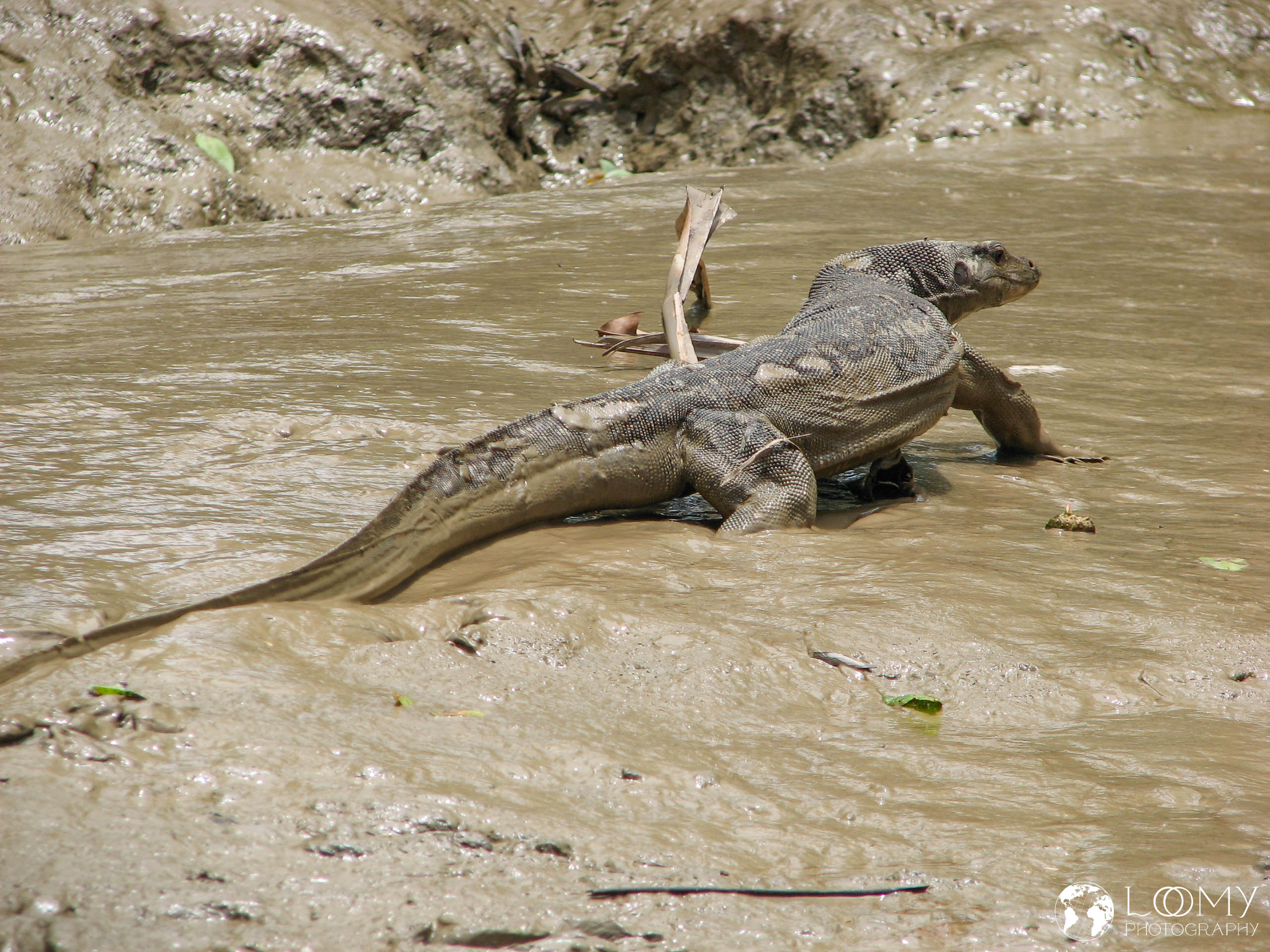 Waran (Monitor lizard)