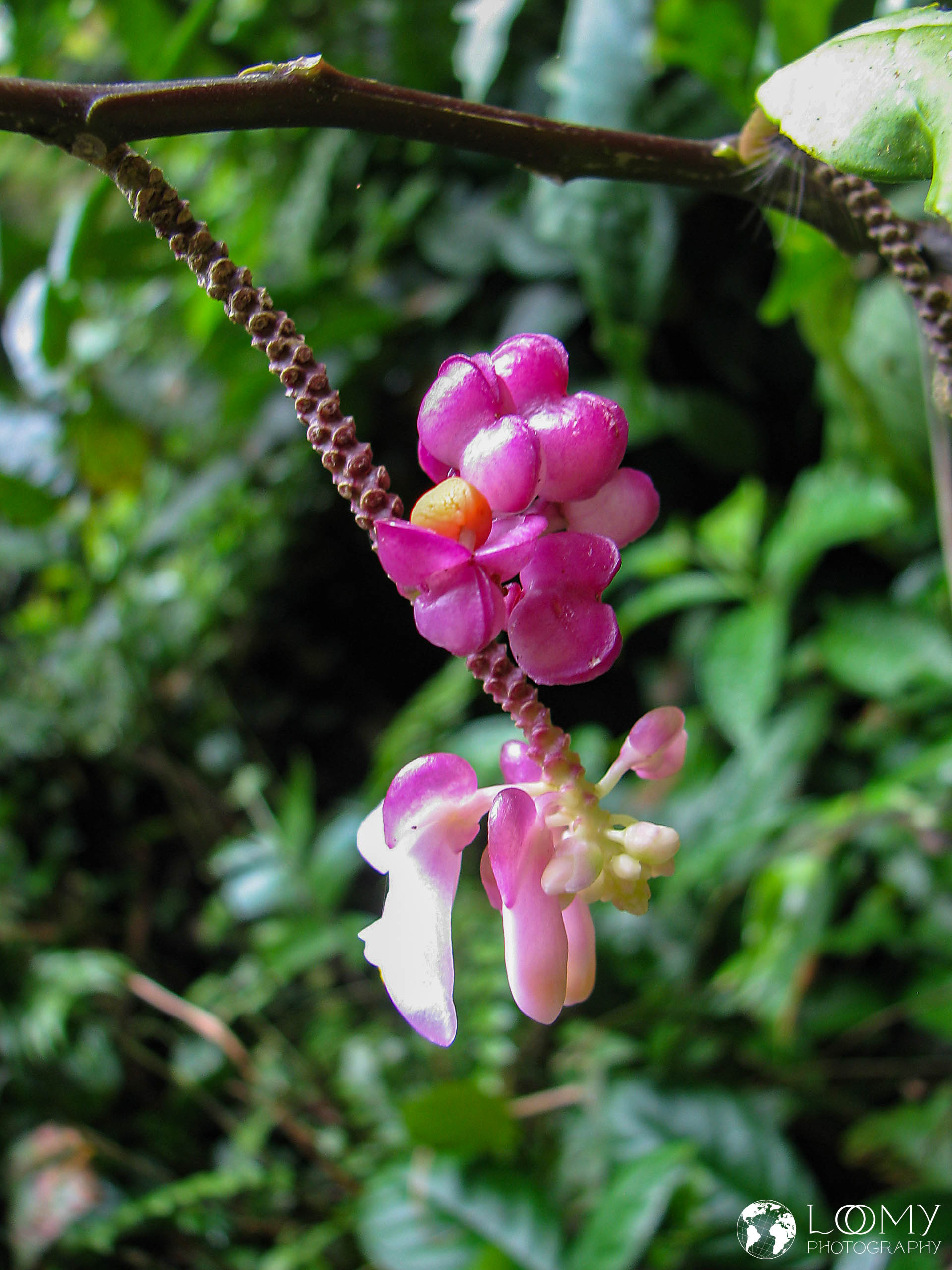 Blüte