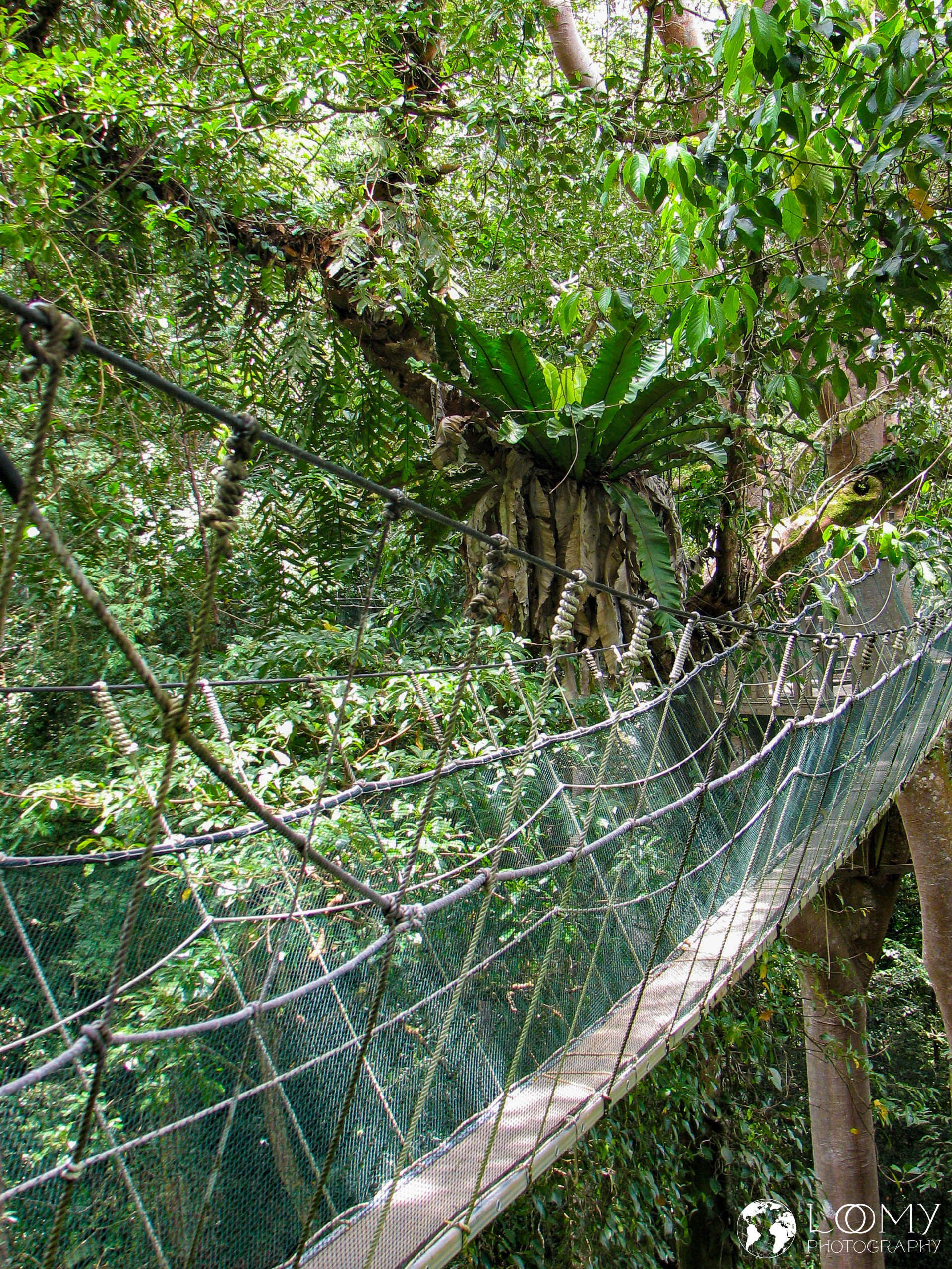 Canopy Walk