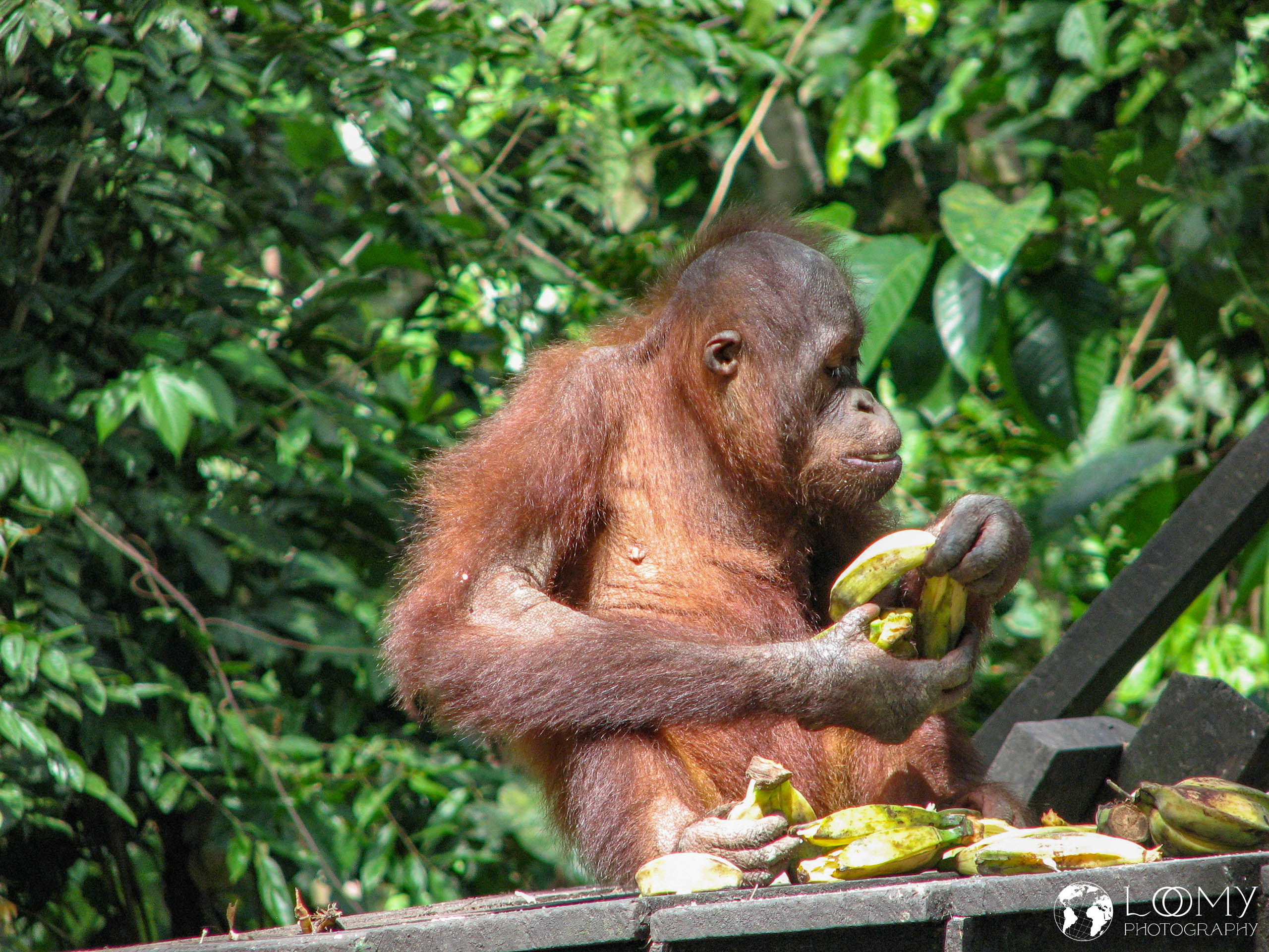 Orangutan