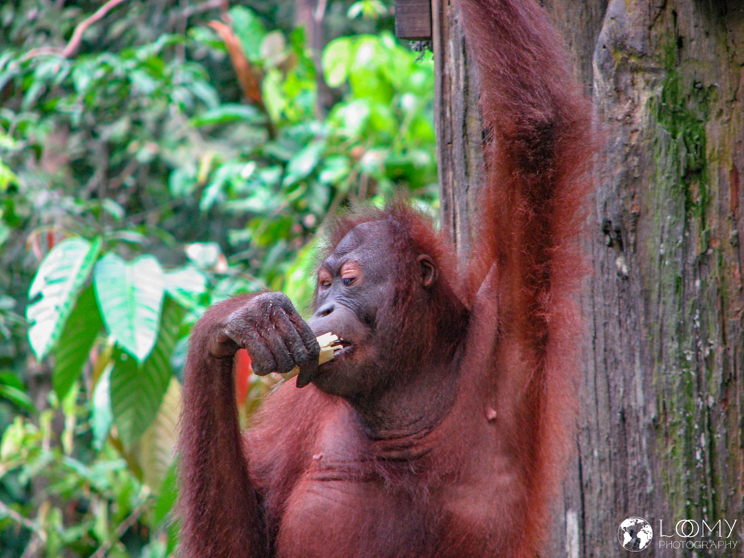 Orangutan