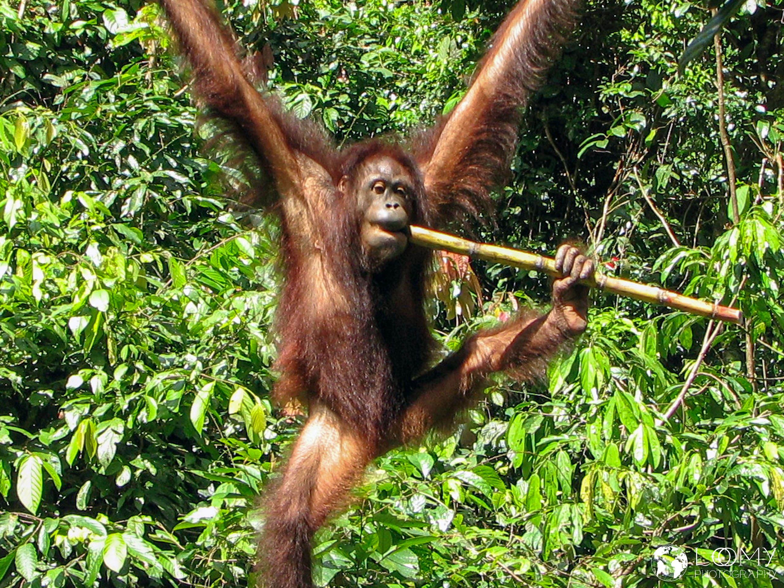 Orangutan