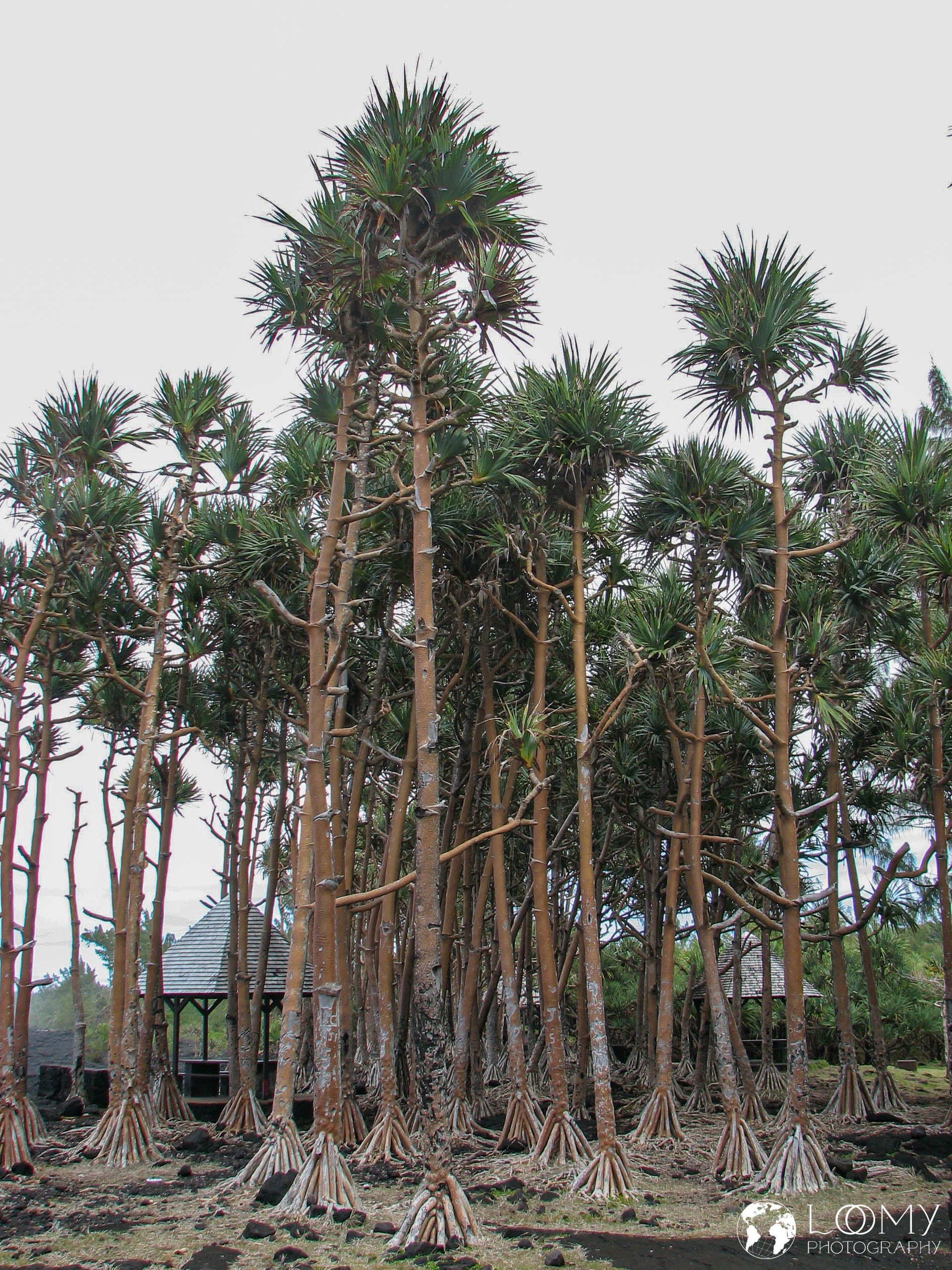 Vacoa Wald