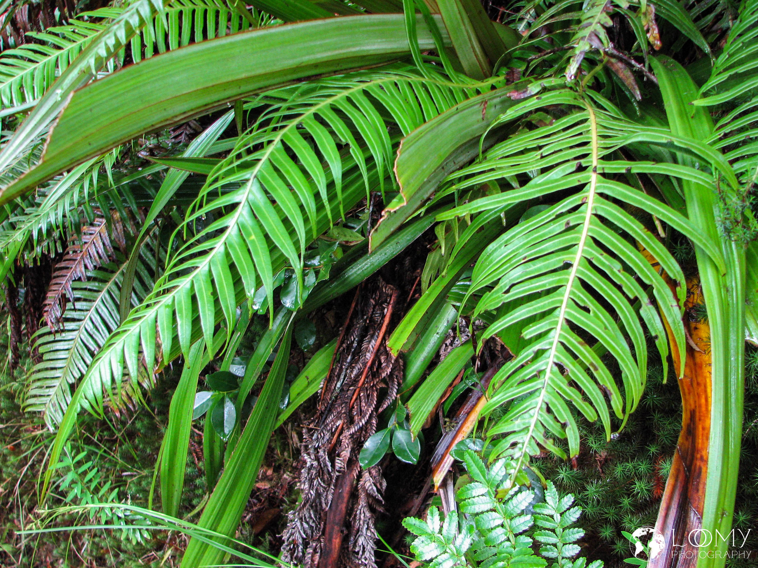 Regenwald von Bébour und Bélouve