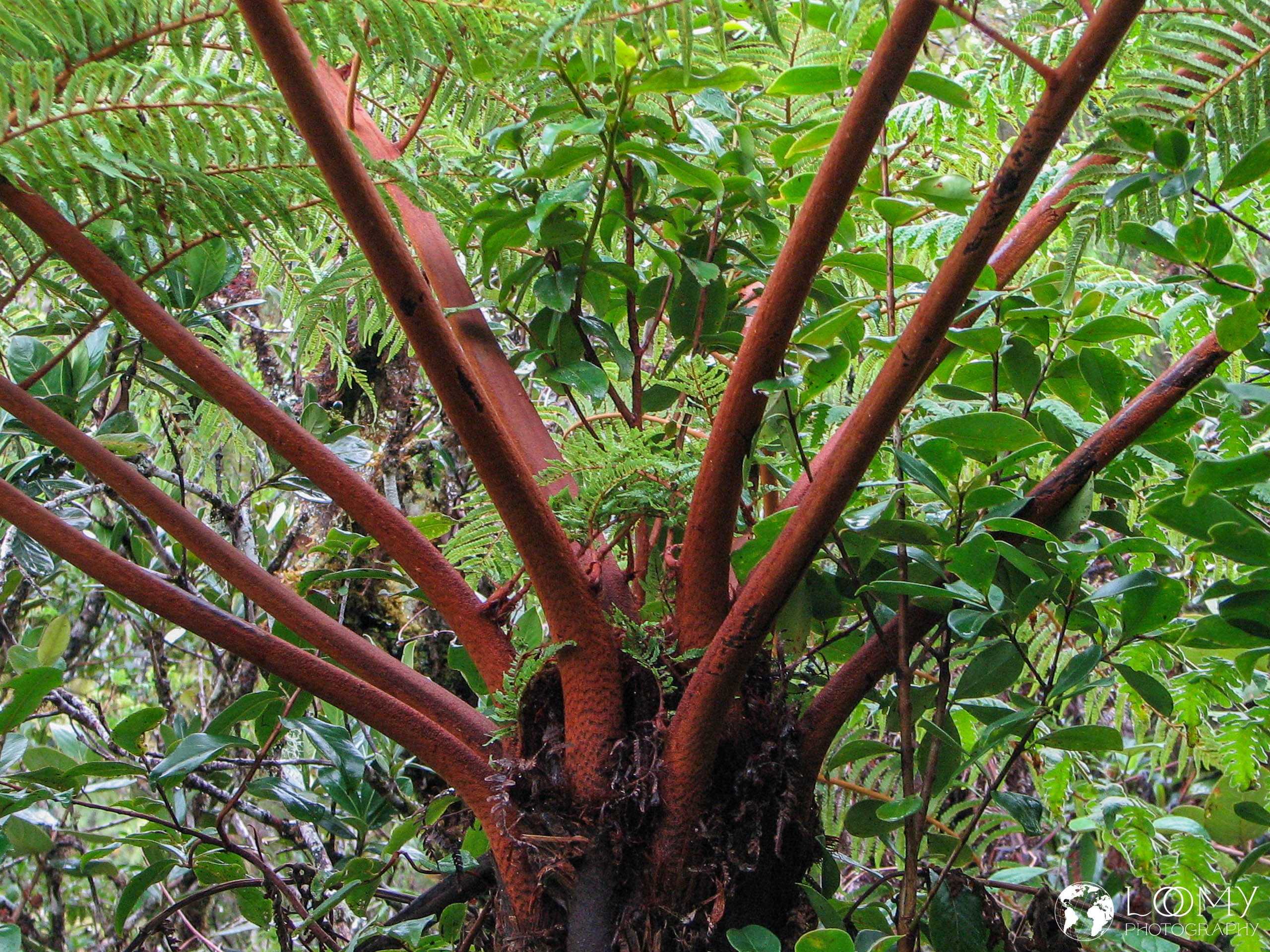 Regenwald von Bébour und Bélouve