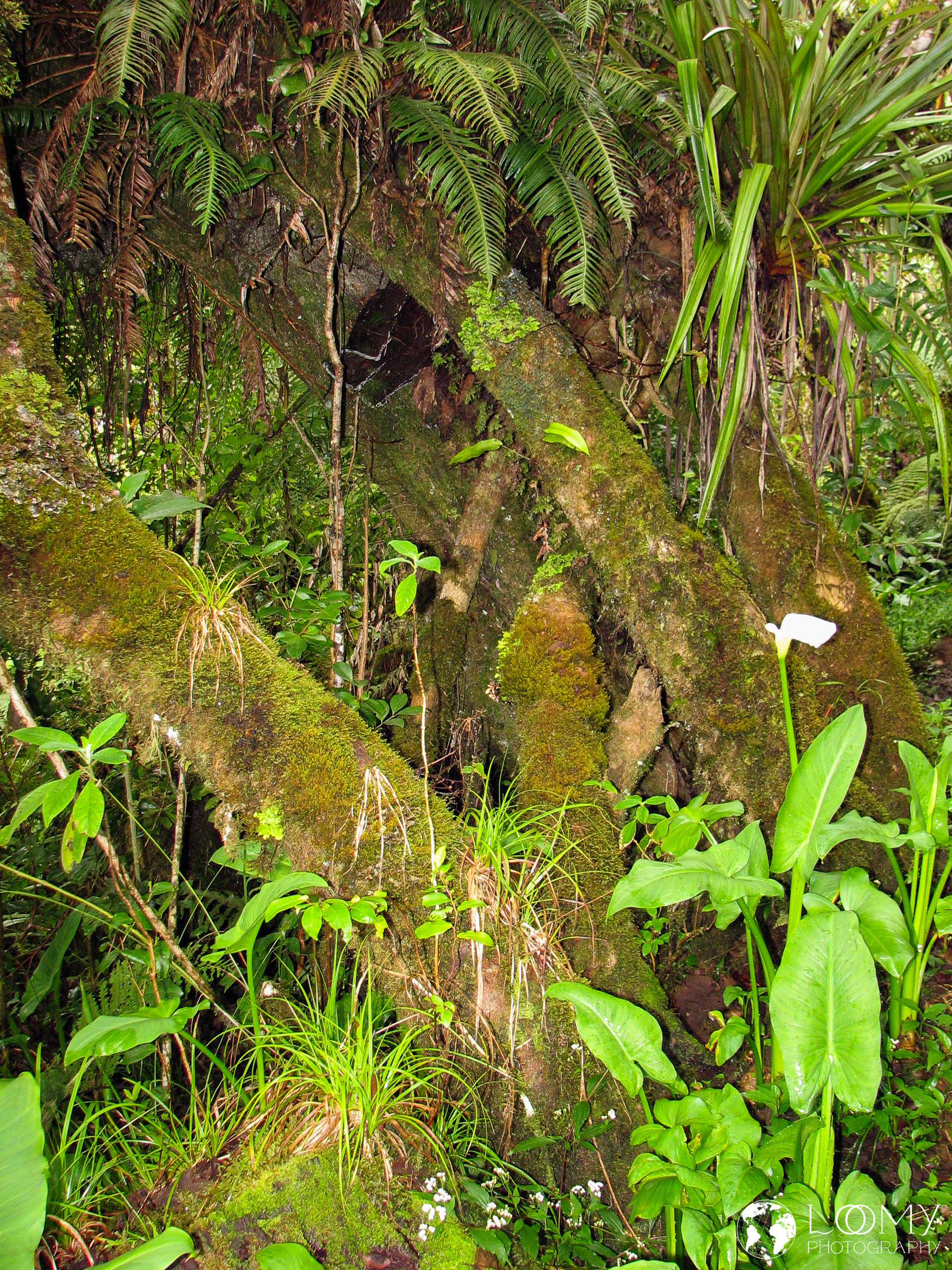 Regenwald von Bébour und Bélouve