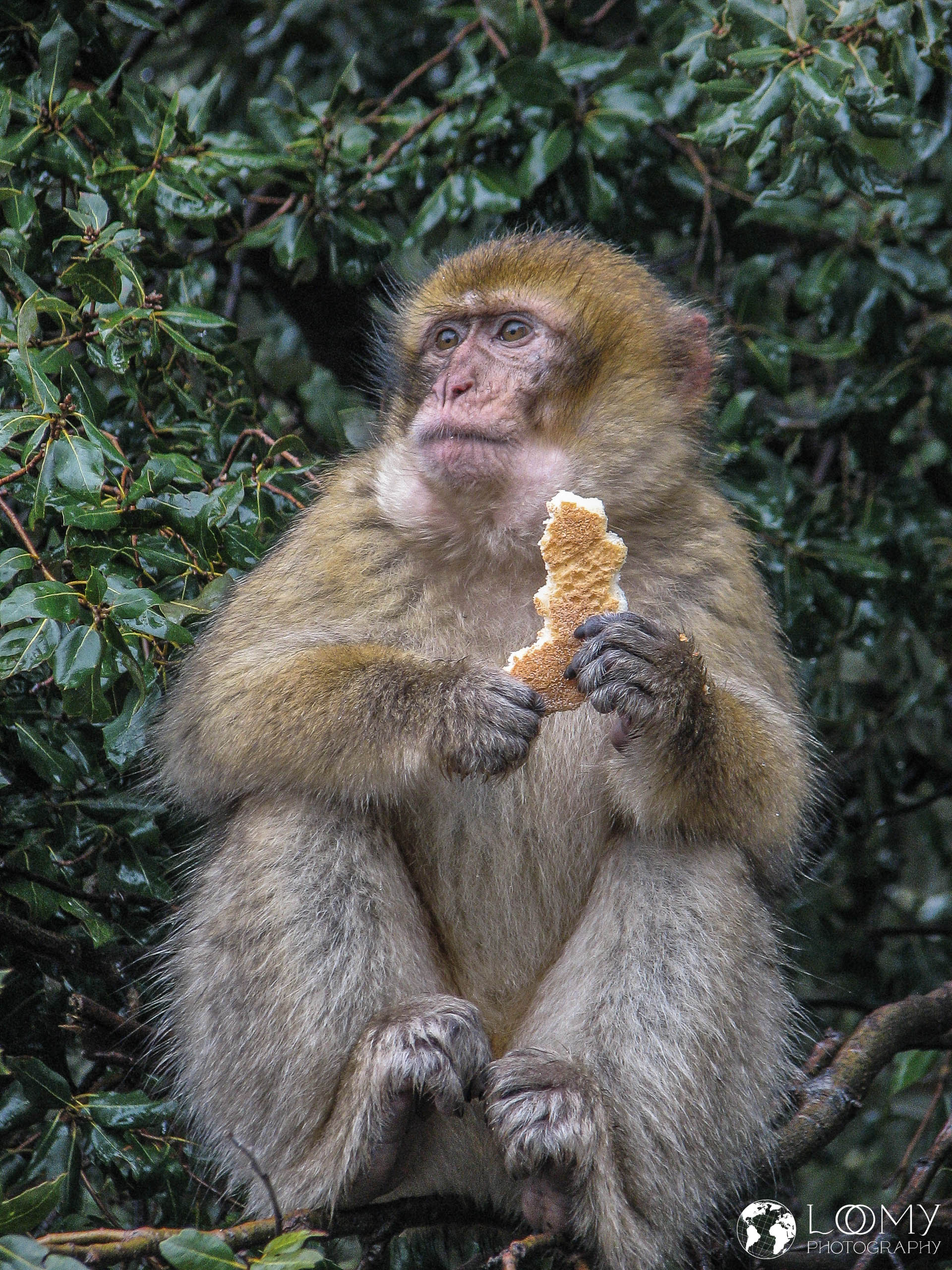 Makake