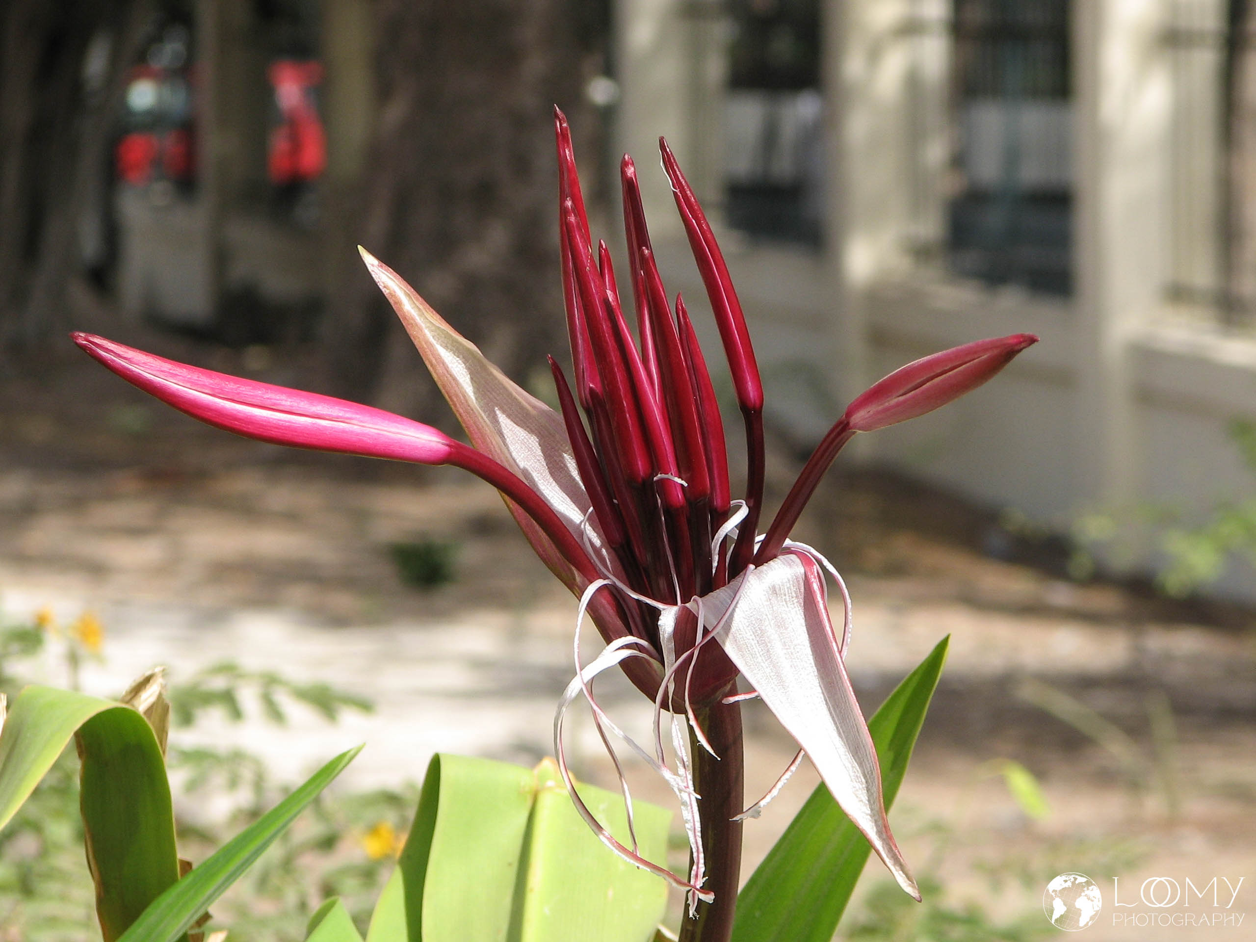 Blüte