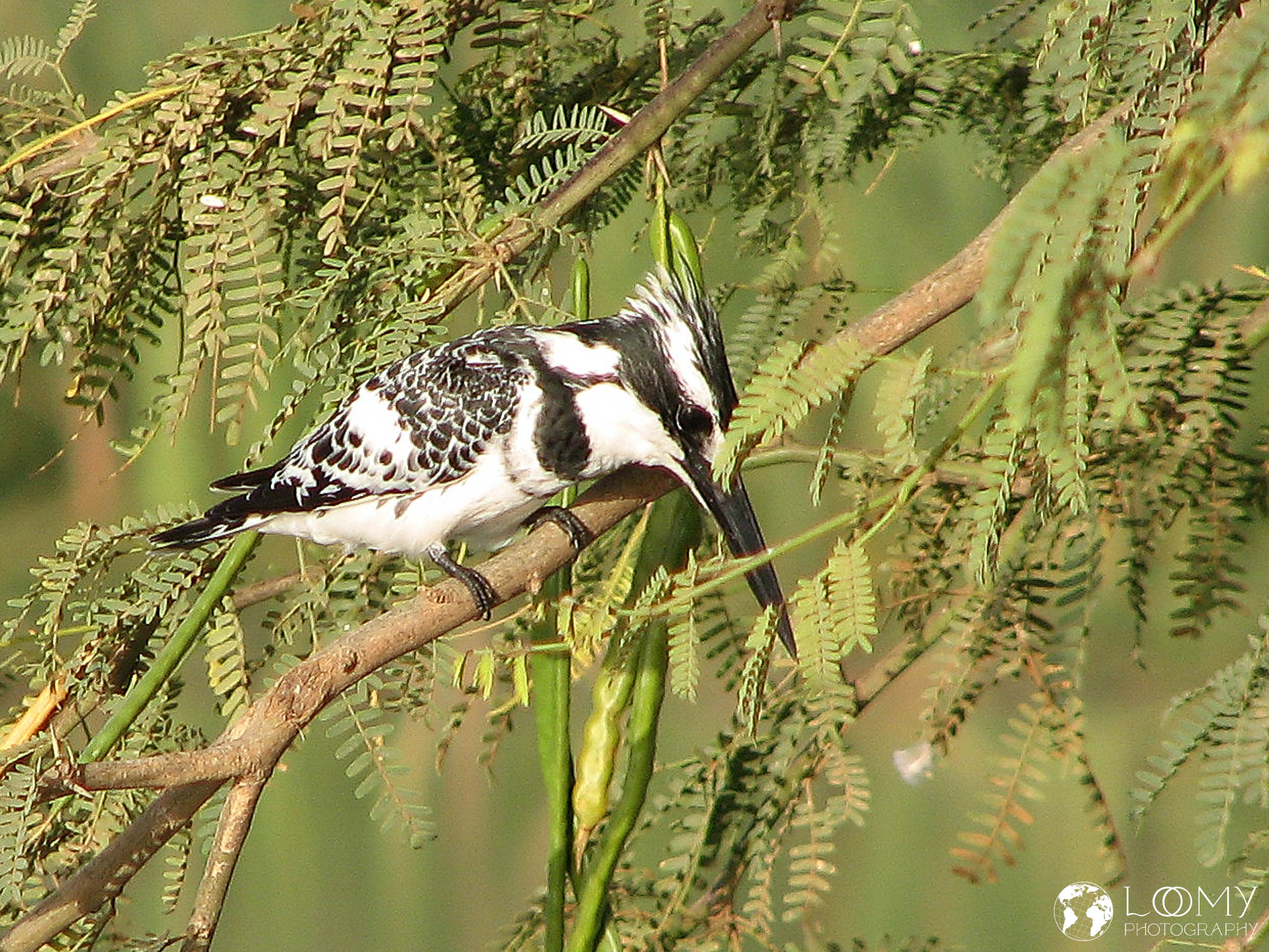 Eisvogel