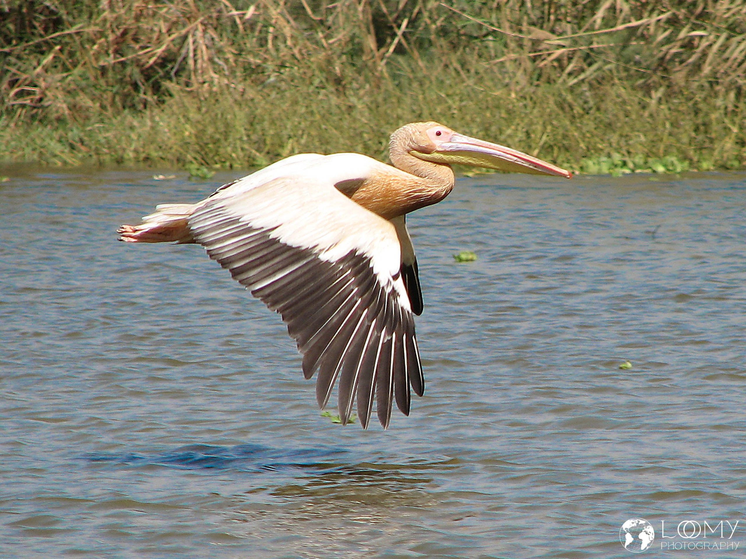 Pelikane