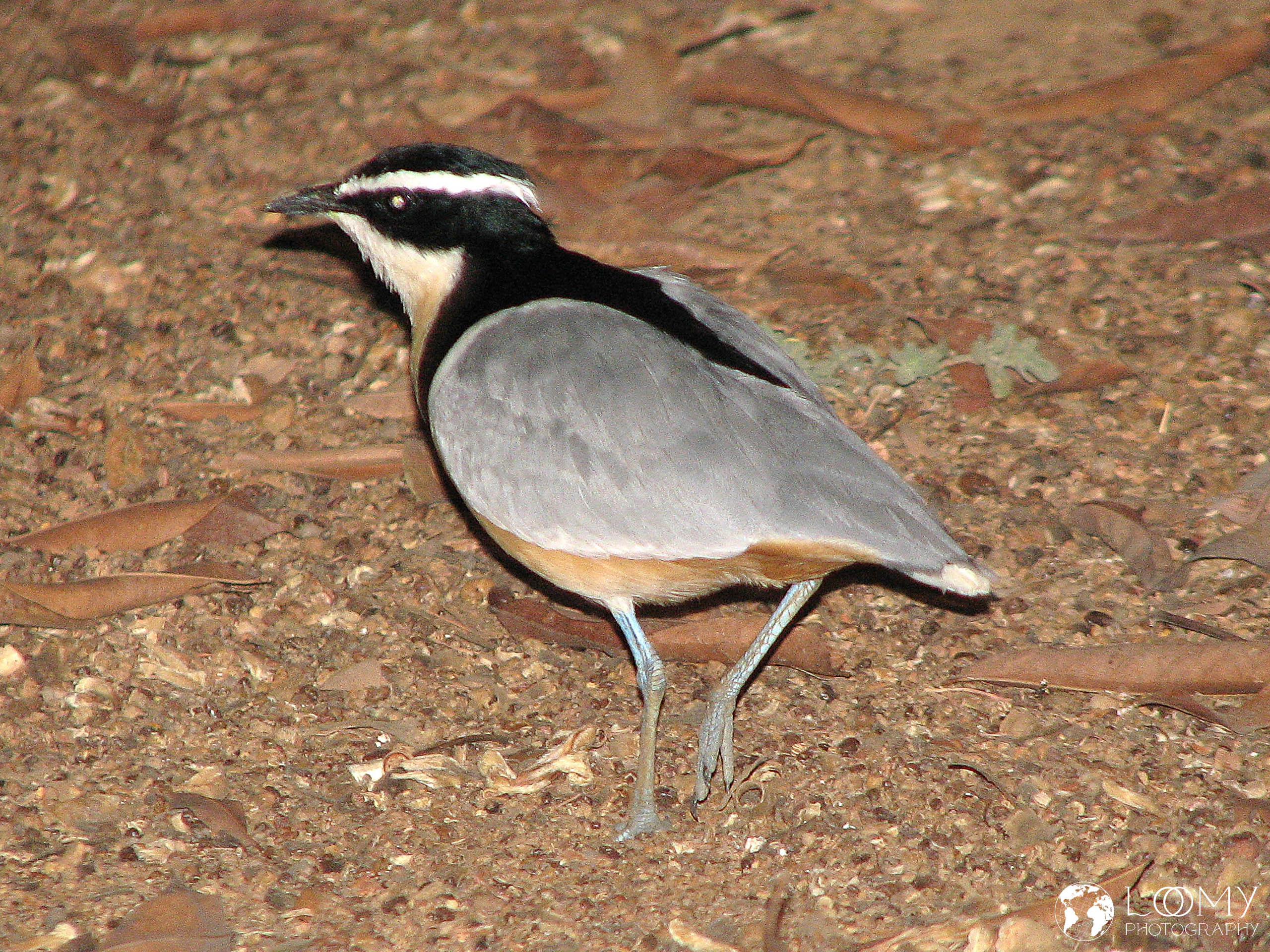 Krokodilswächter