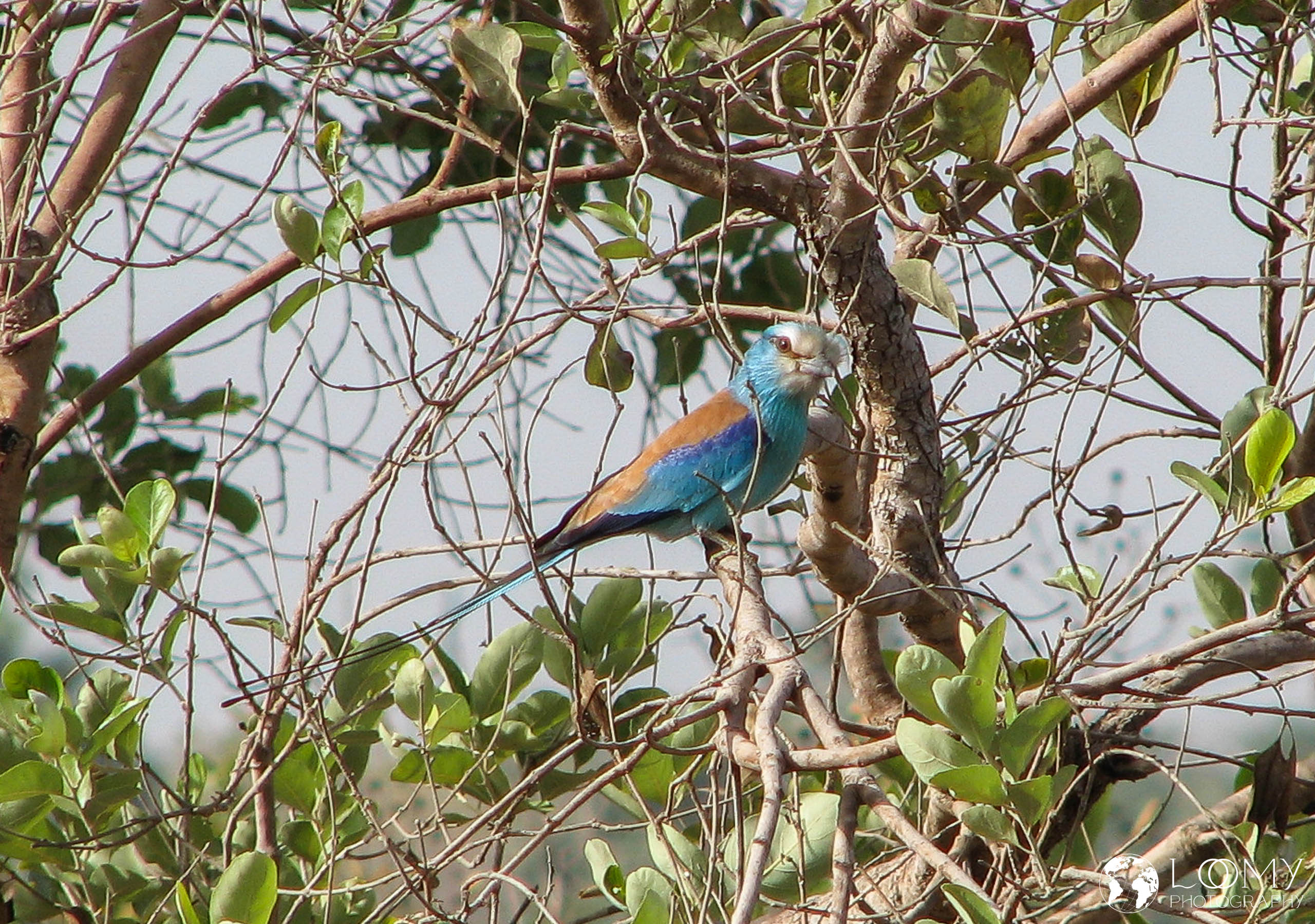 Senegal Blauracke