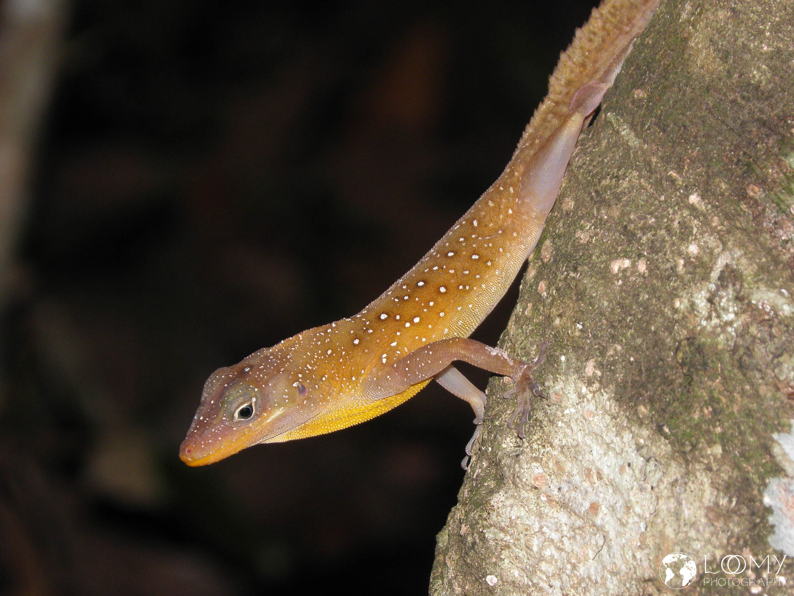Dominica