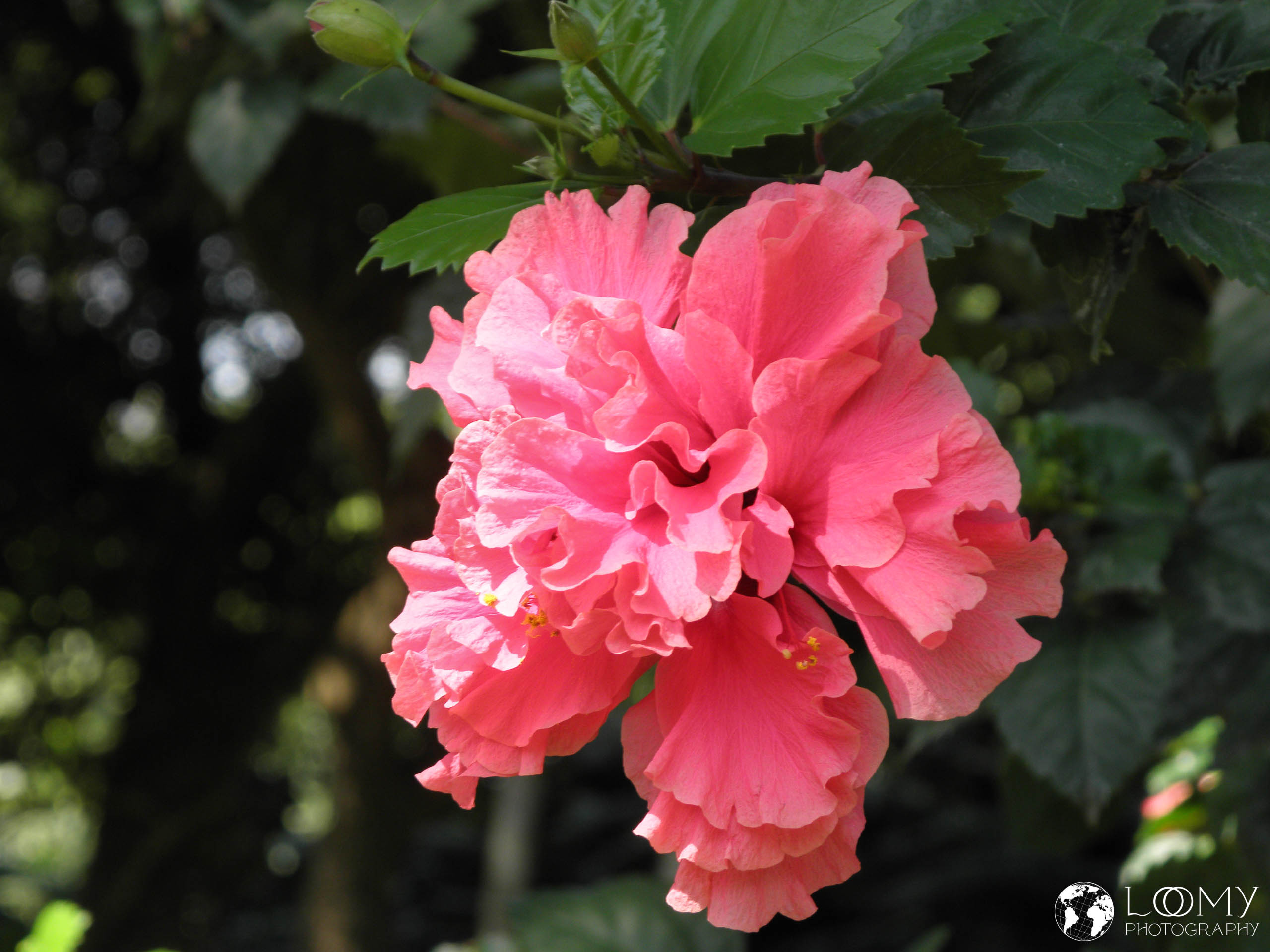Hibiskus