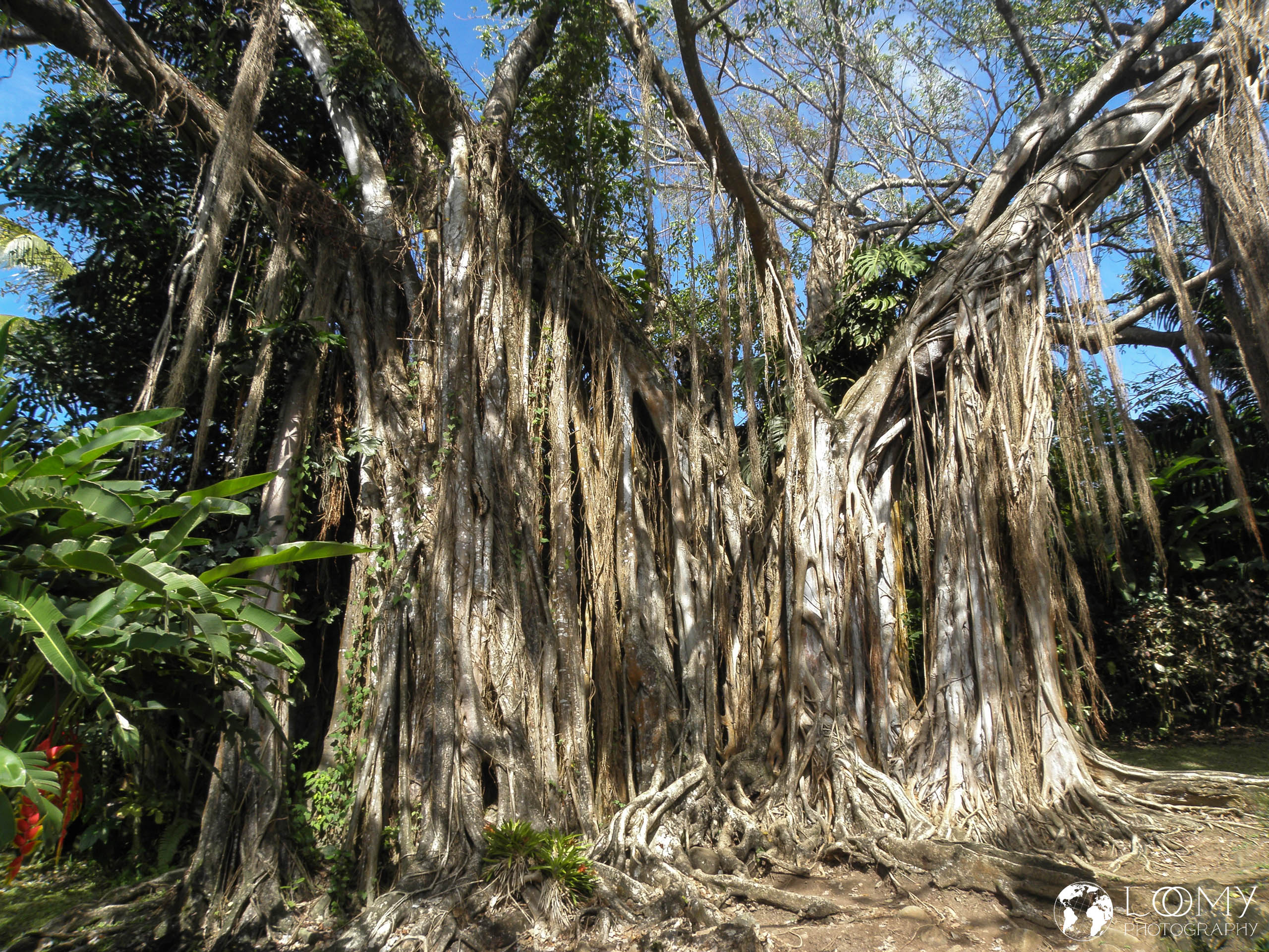 Banyan