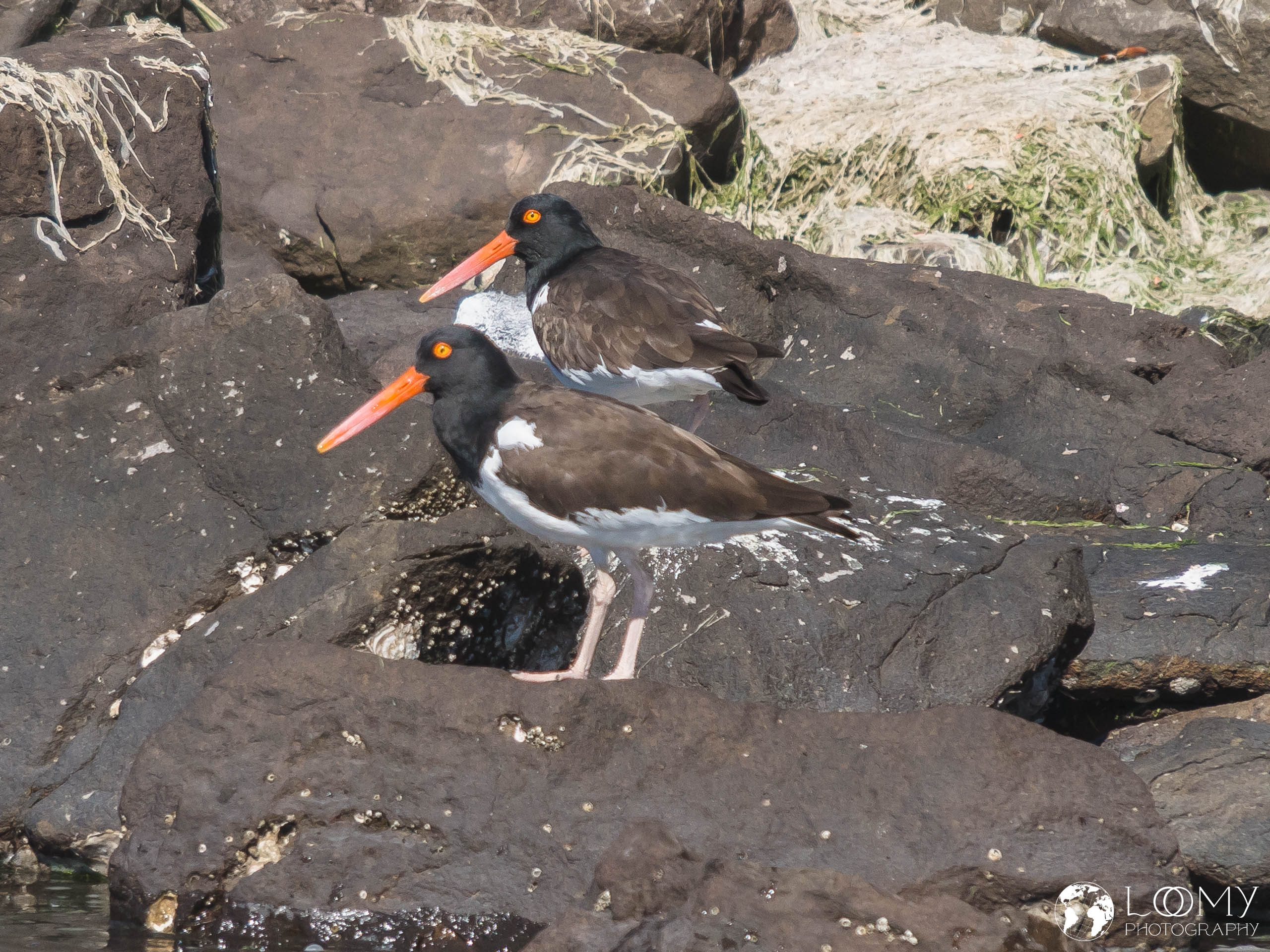 Braunmantel-Austernfischer