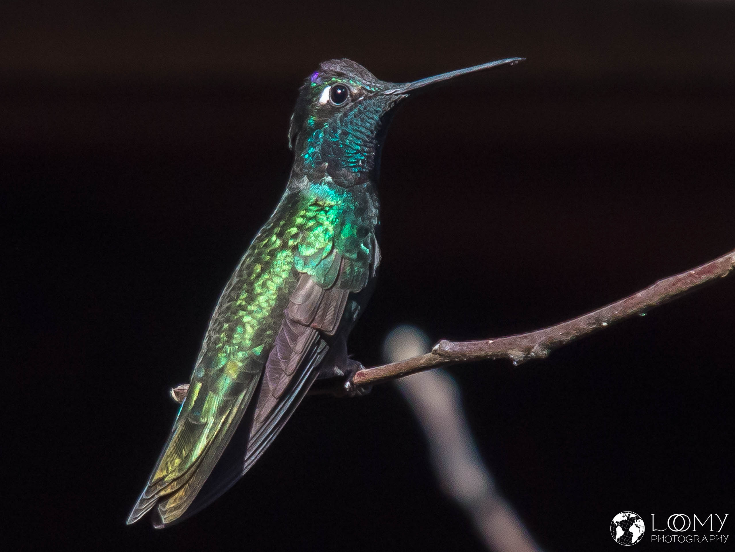 Violettkron-Brilliantkolibri