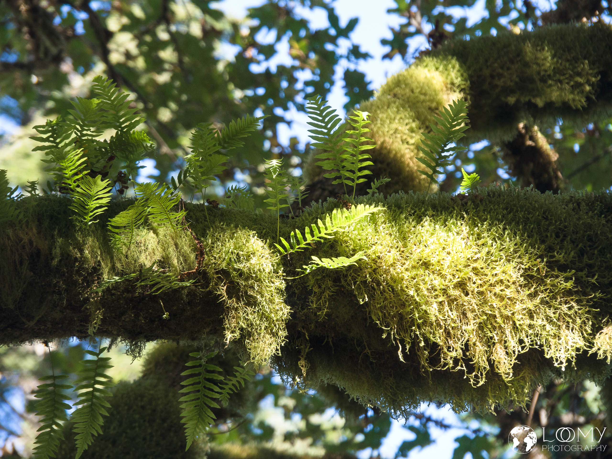 Licorice fern