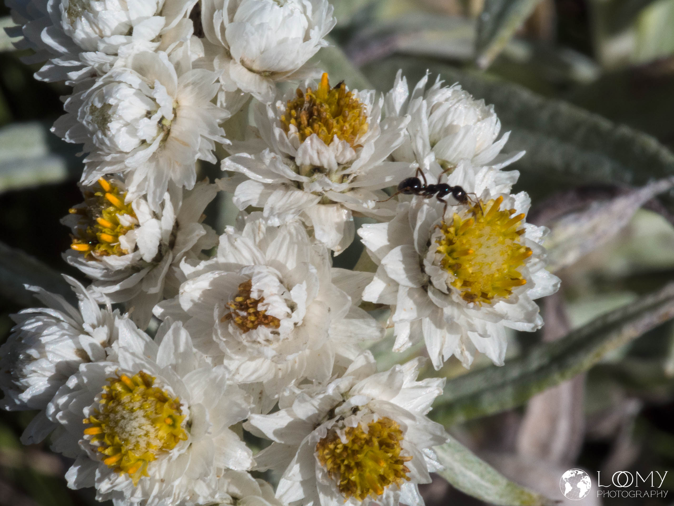 Pearly everlasting