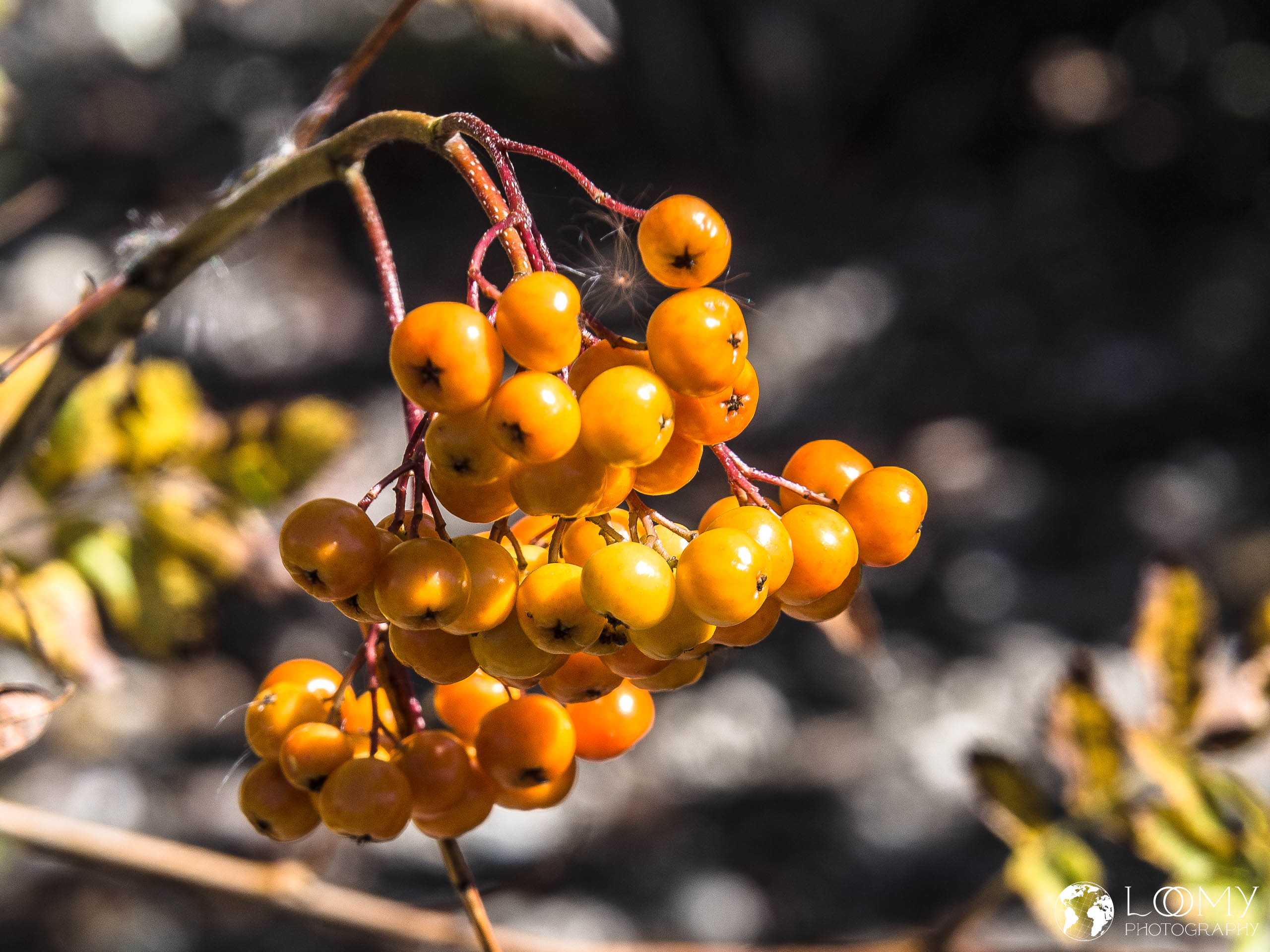 Western Mountain Ash