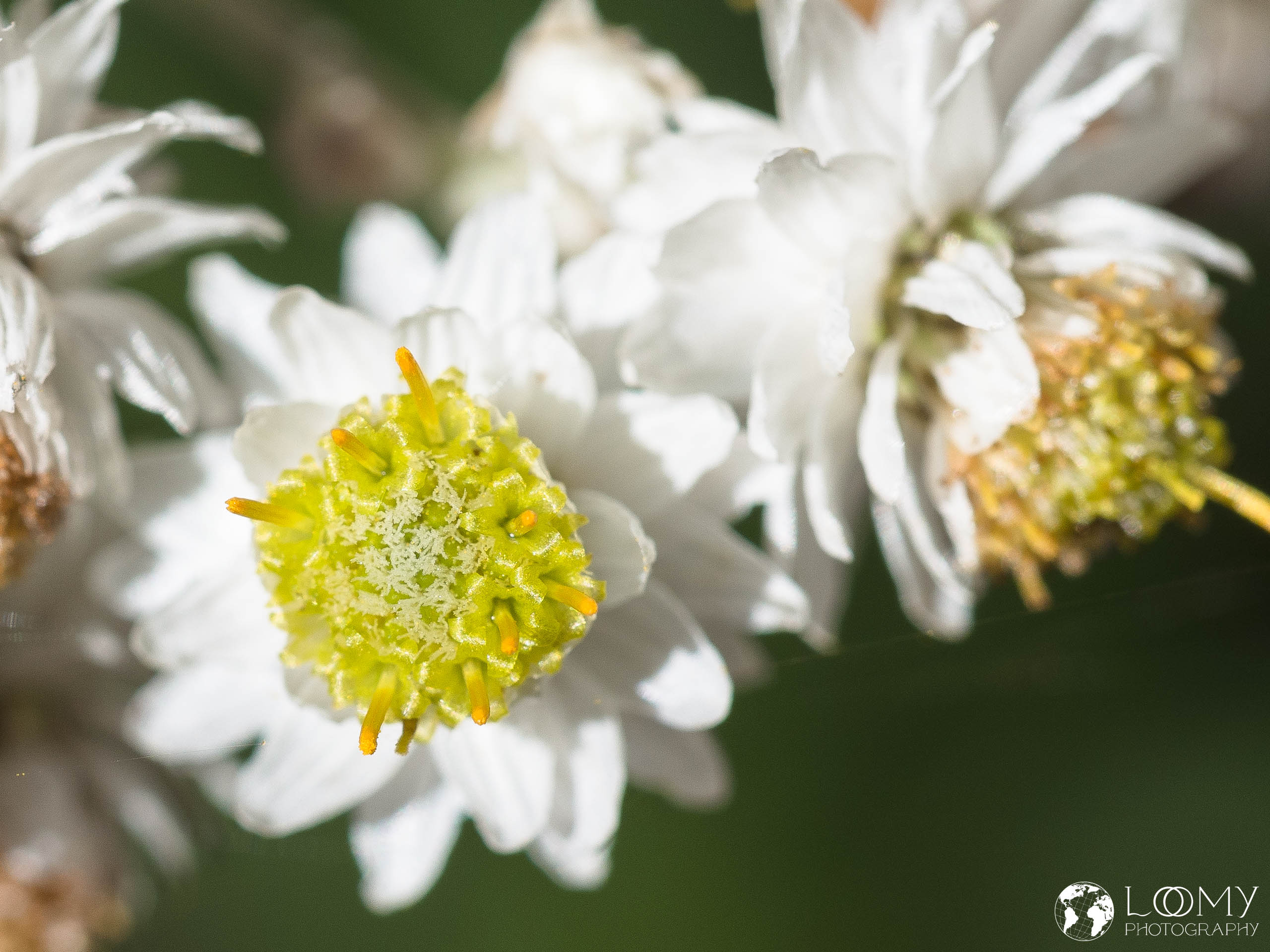 Pearly everlasting