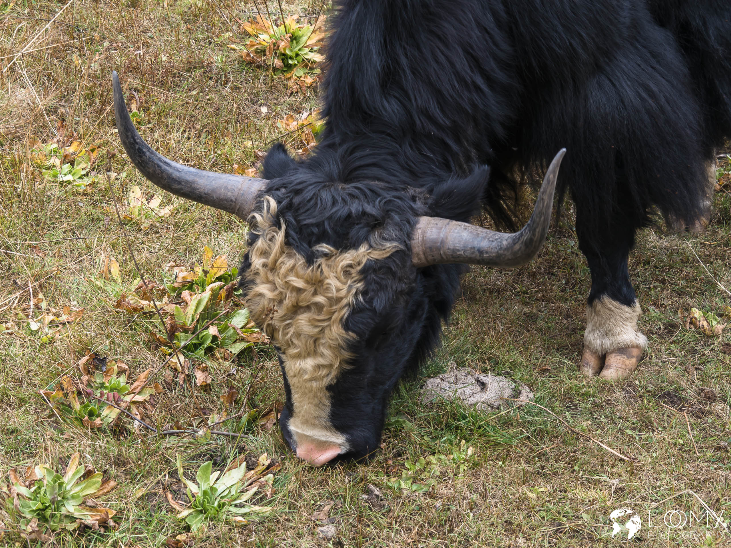 Yak