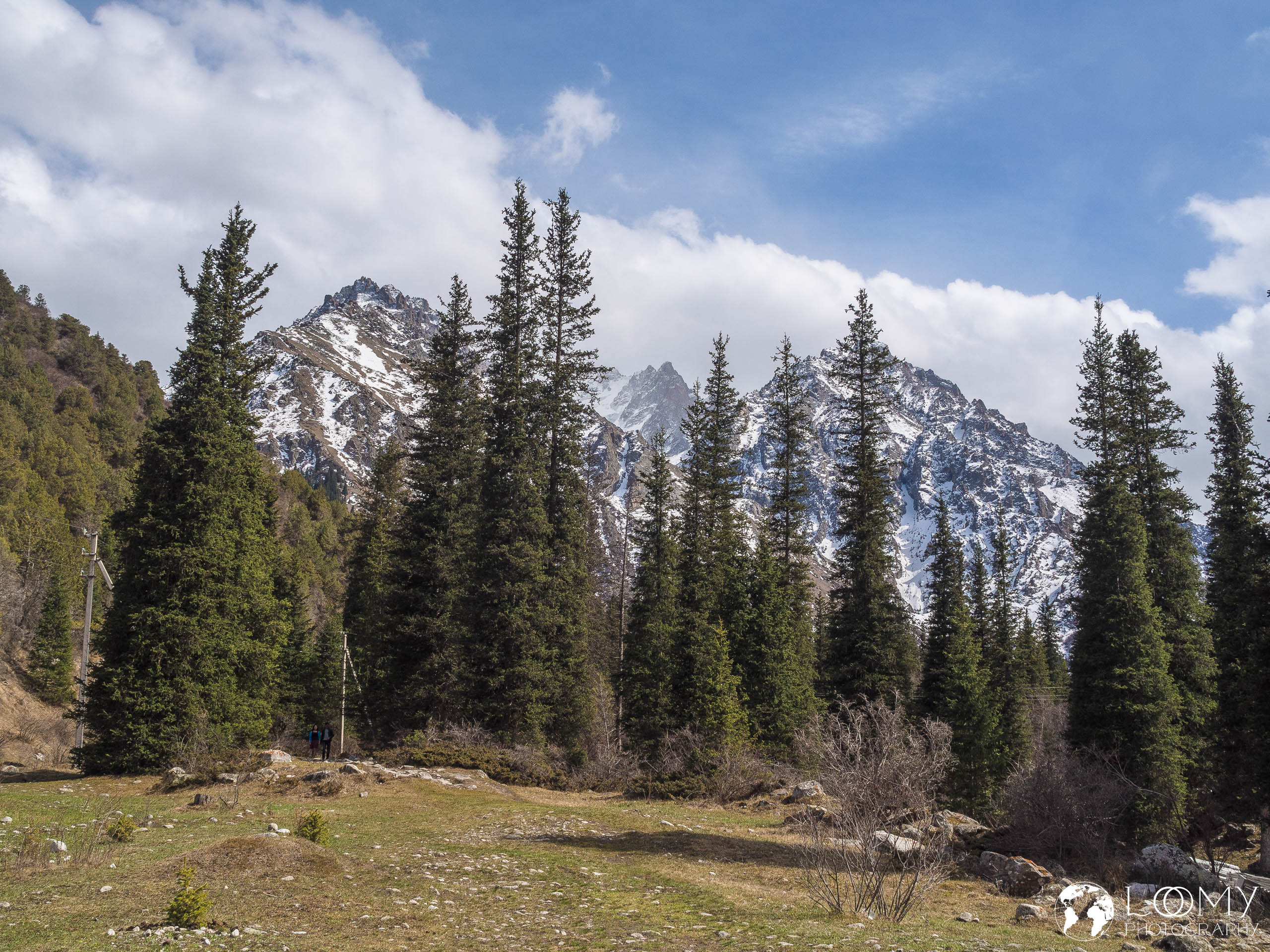 Tien-Shan Fichten