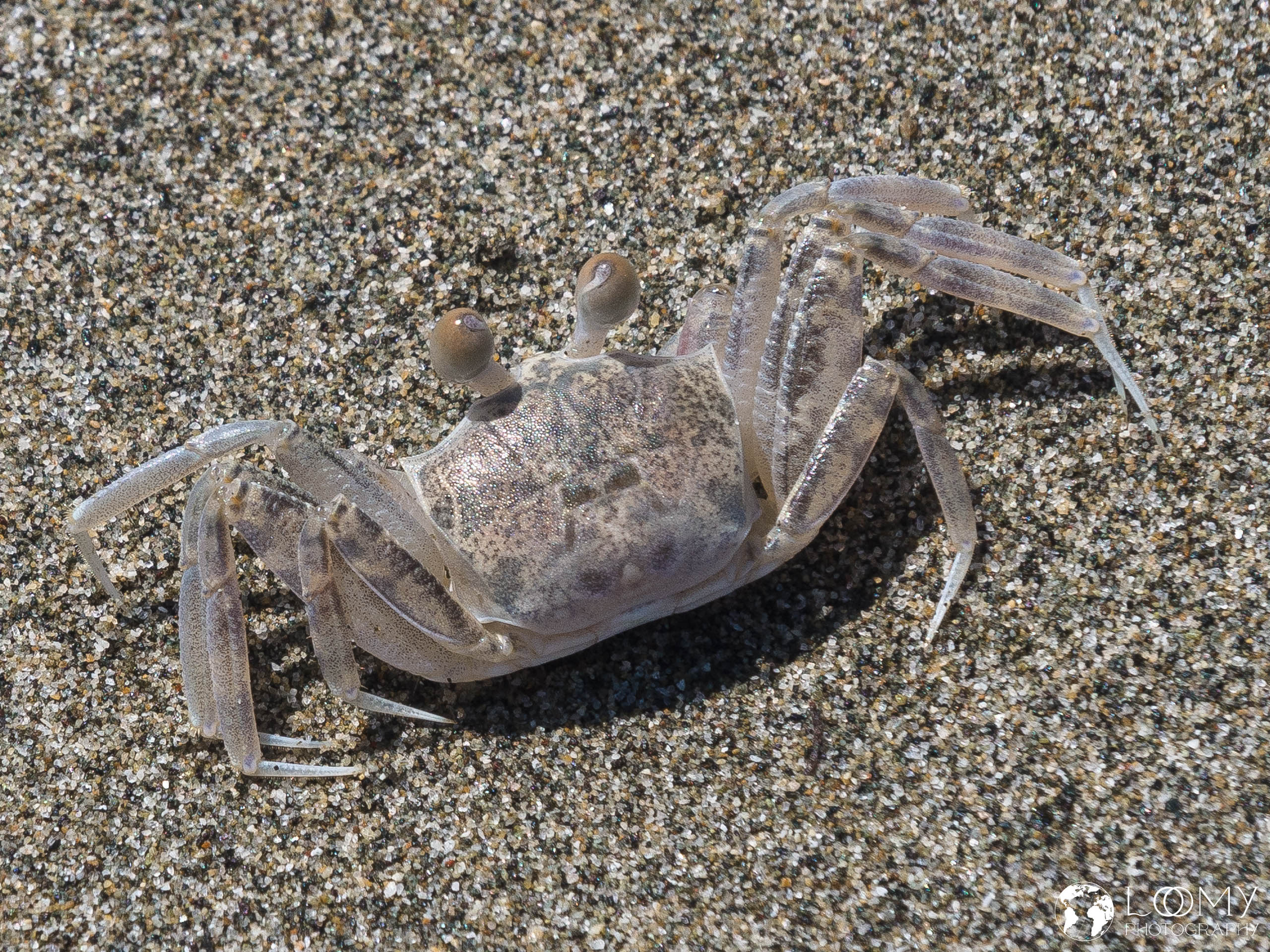Pallid ghost crab