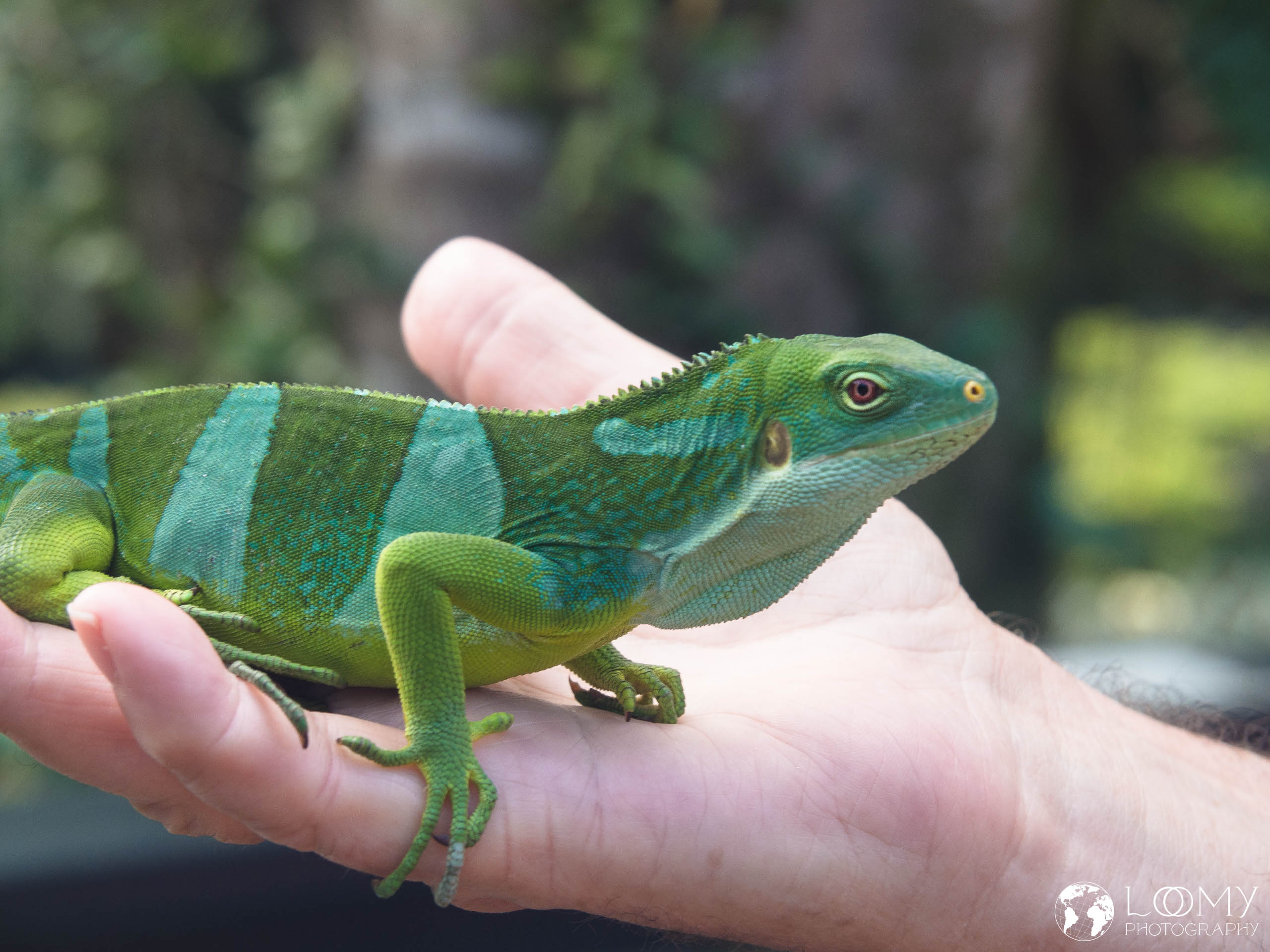 Kurzkammleguan