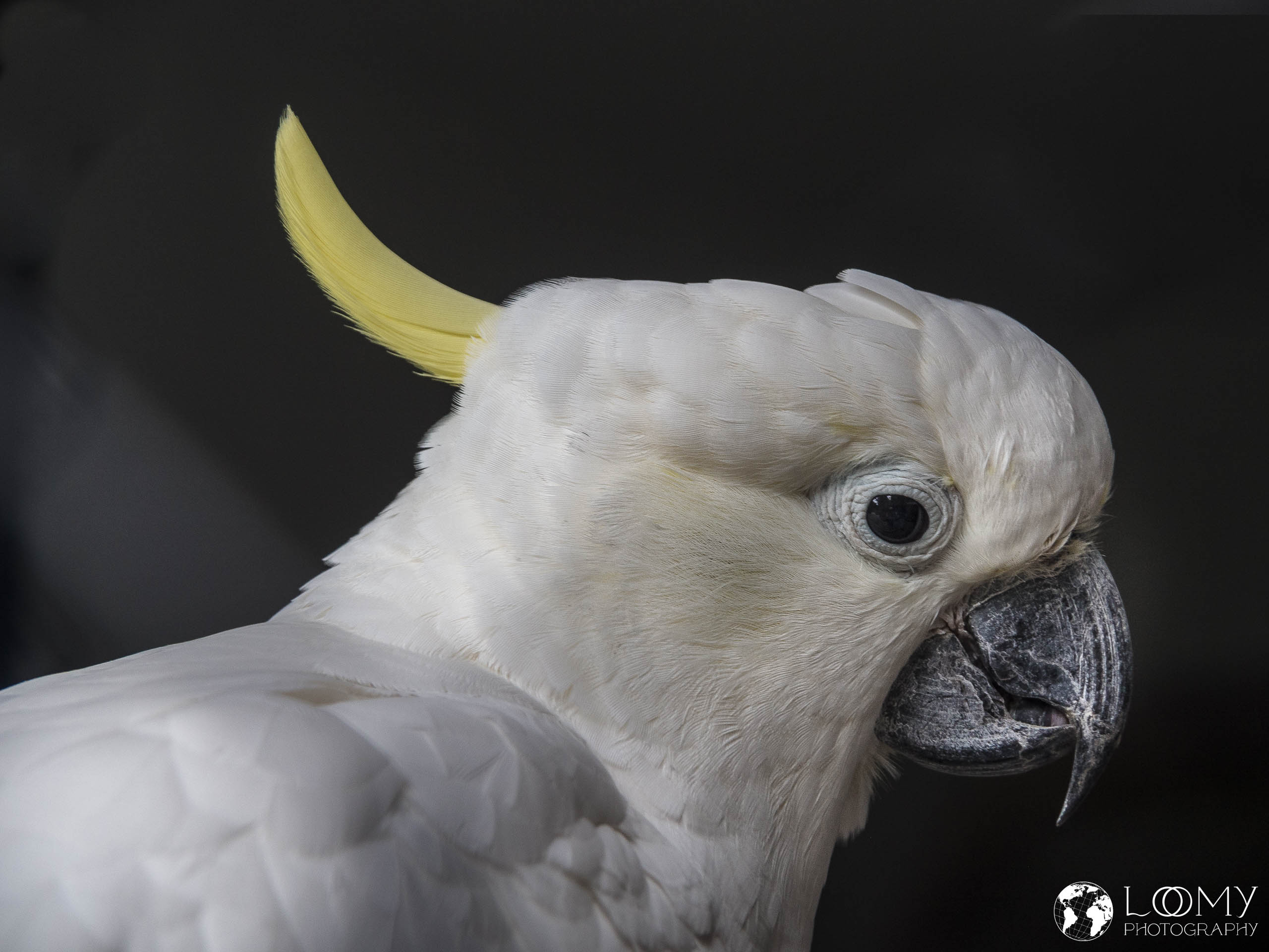 Sulphur Crested Cockatoo