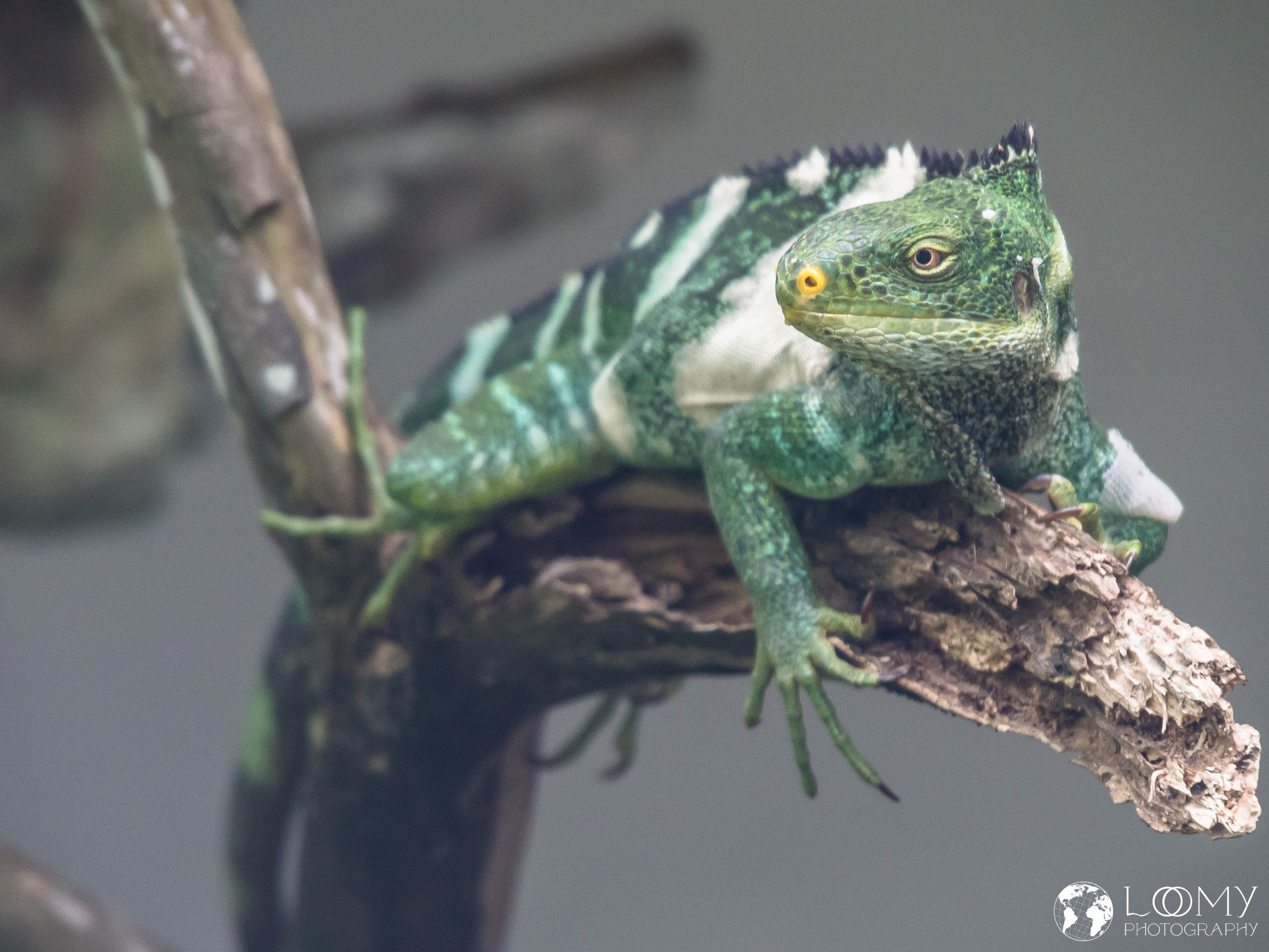 Fijian Crested Iguana (Vokai)