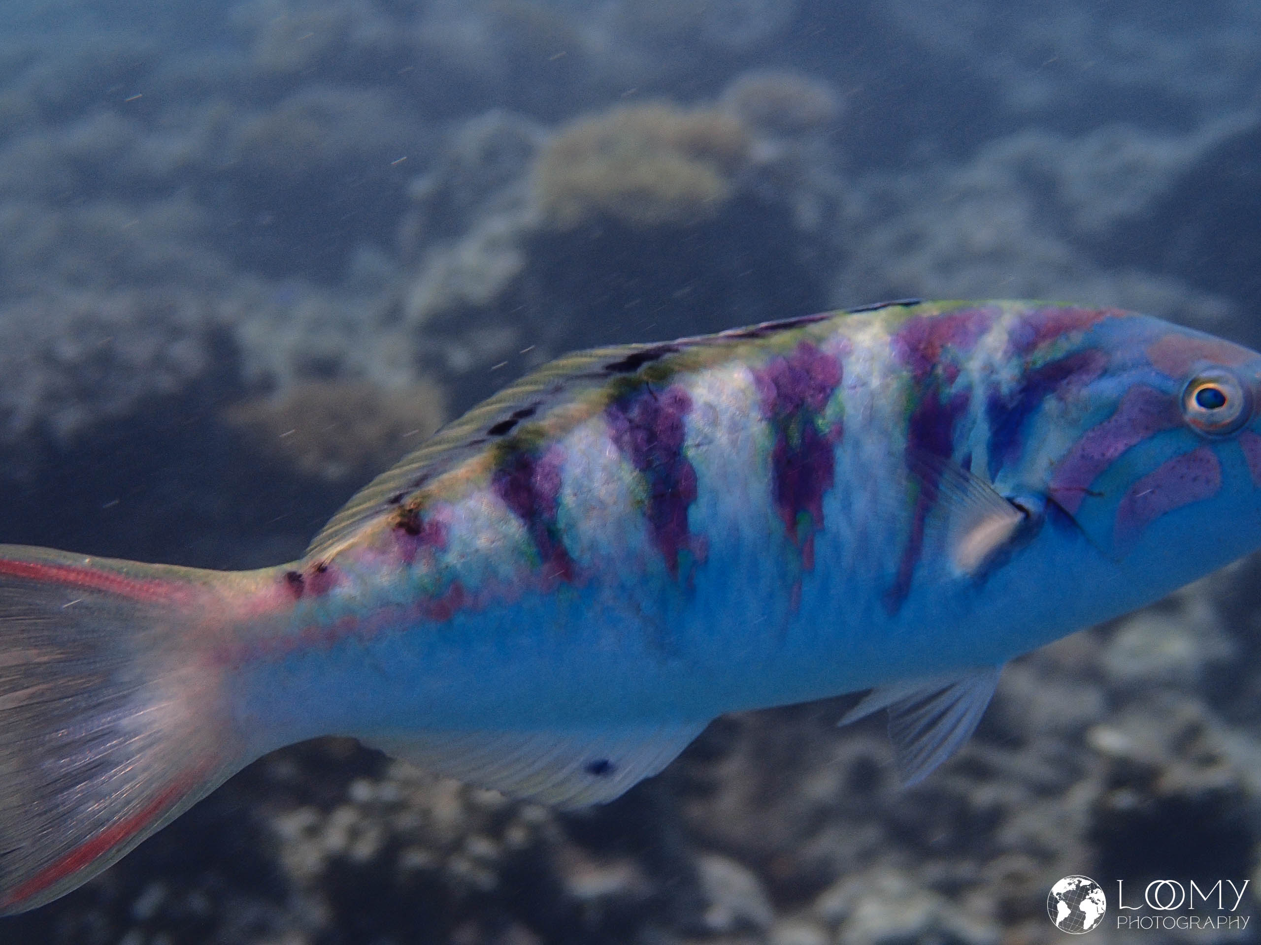 Sixbar wrasse