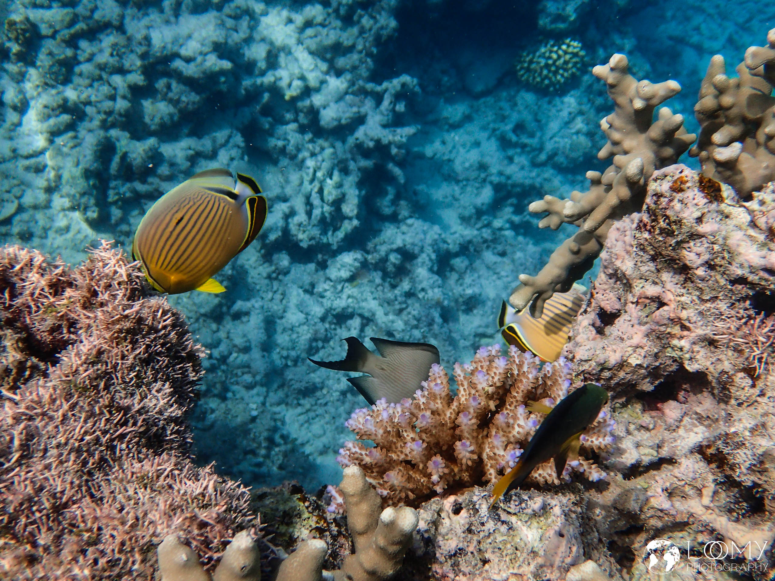 Oval butterflyfish