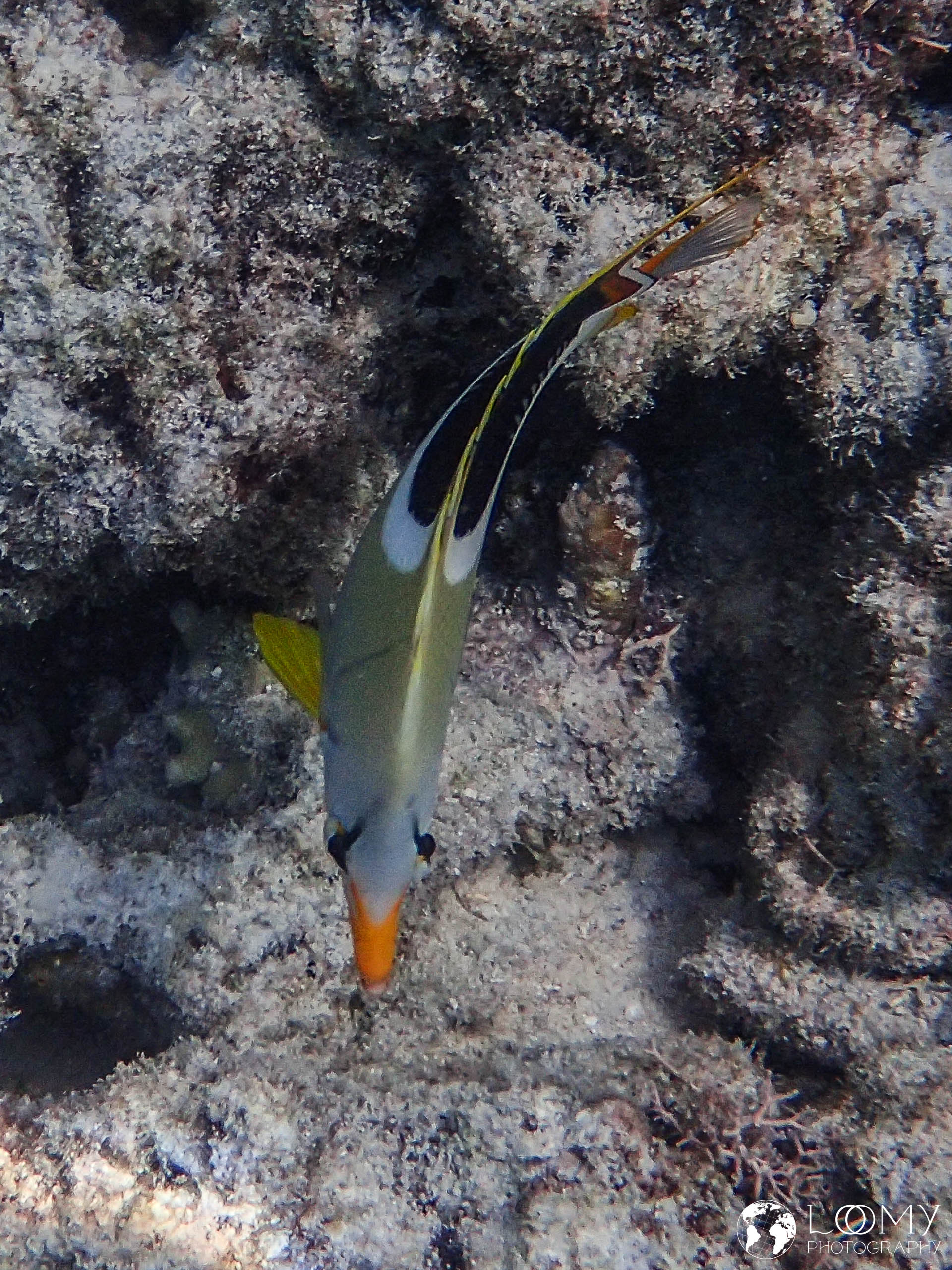 Saddle butterflyfish