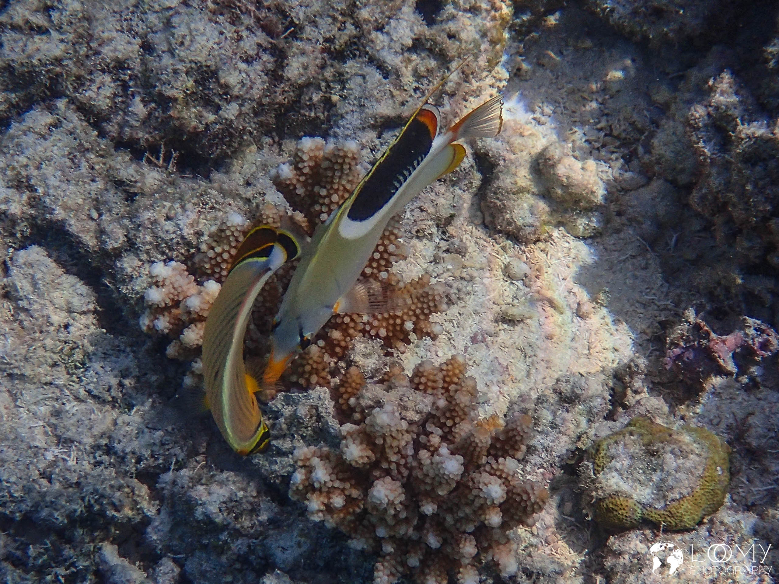 Saddle butterflyfish