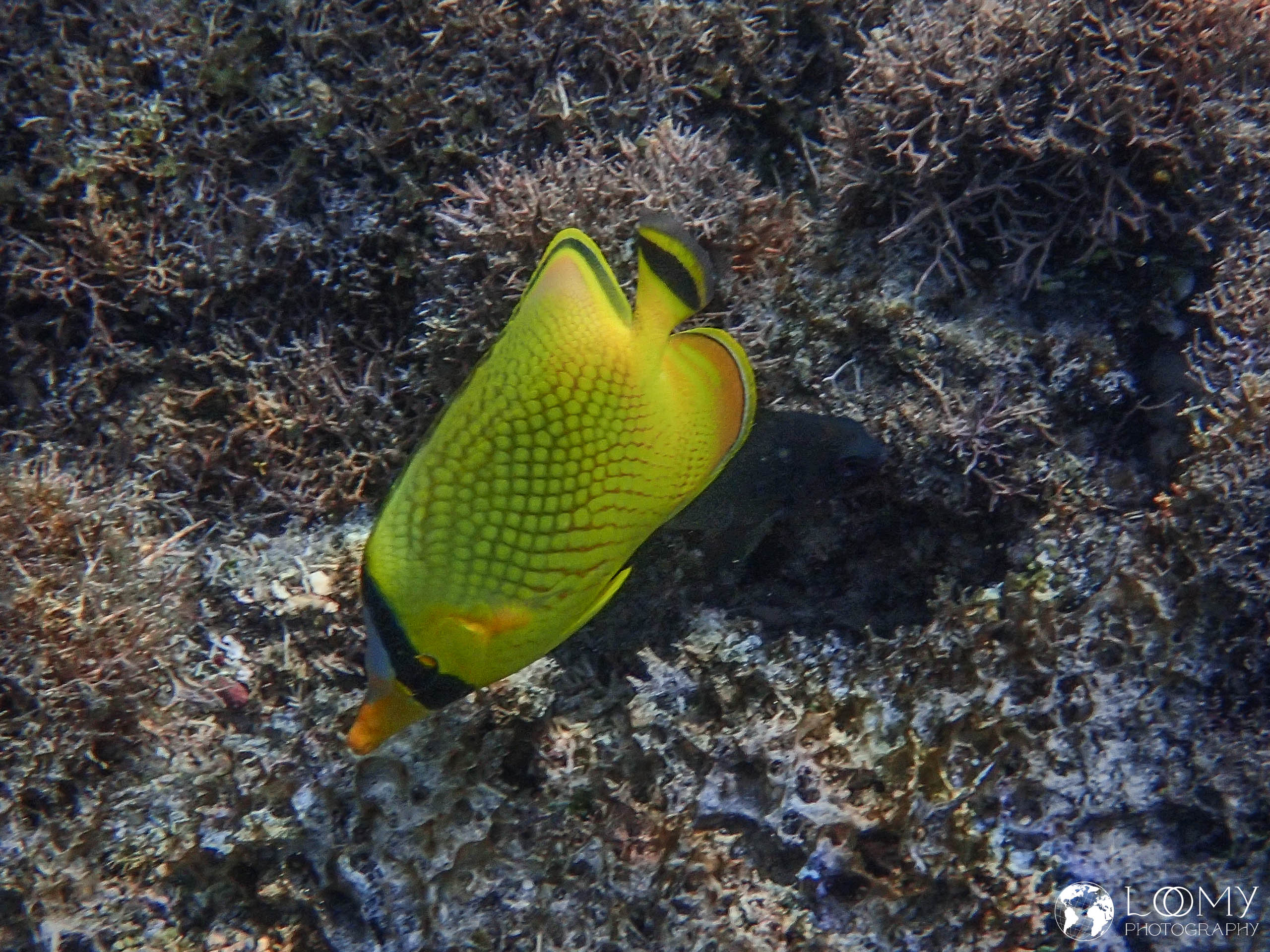 Latticed butterflyfish