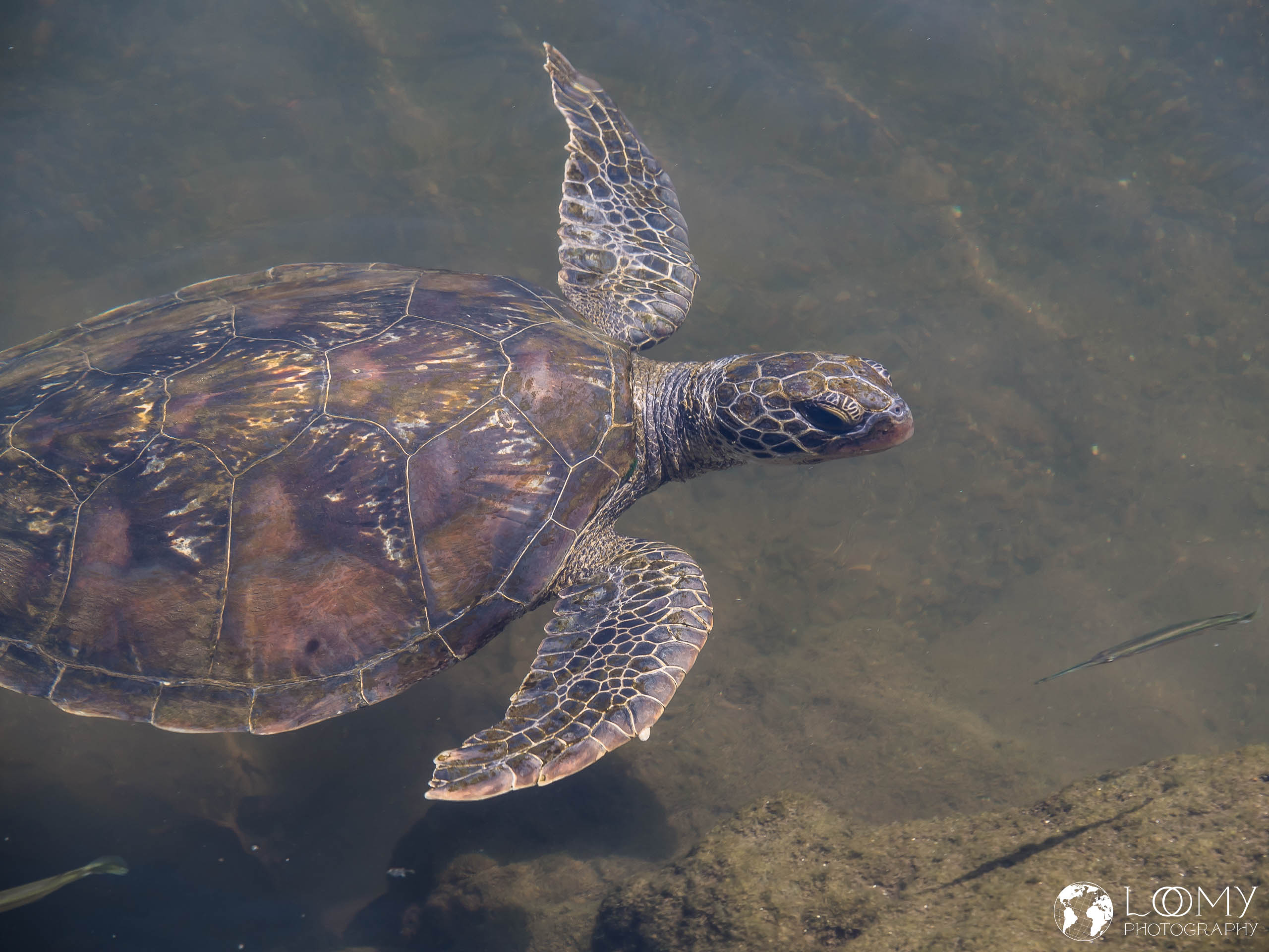 Suppenschildkröte