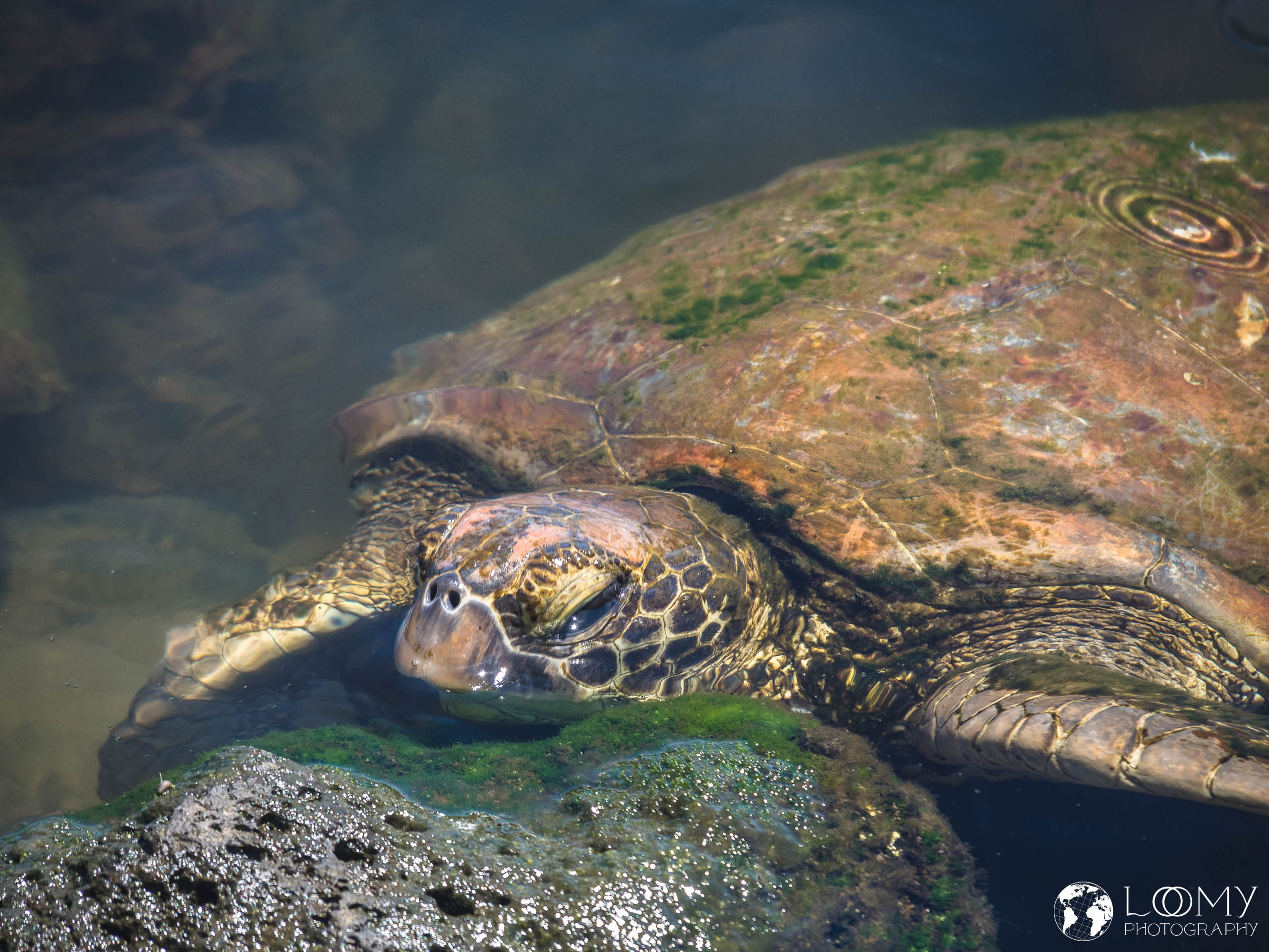Suppenschildkröte