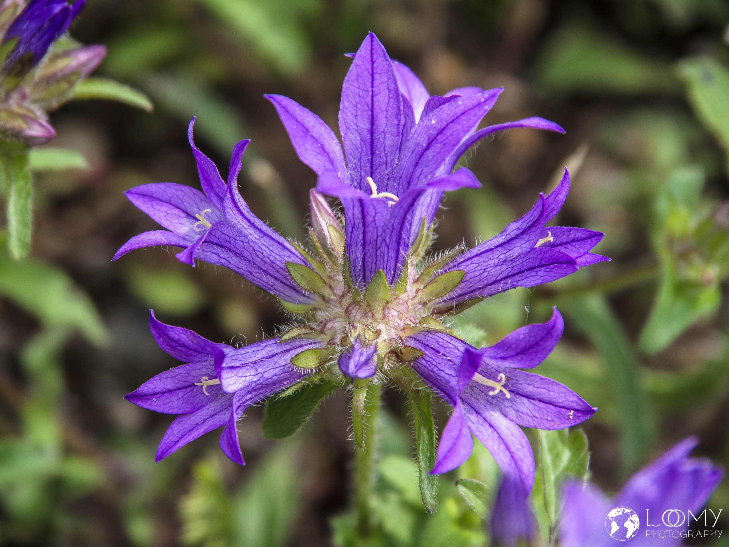 Glockenblume