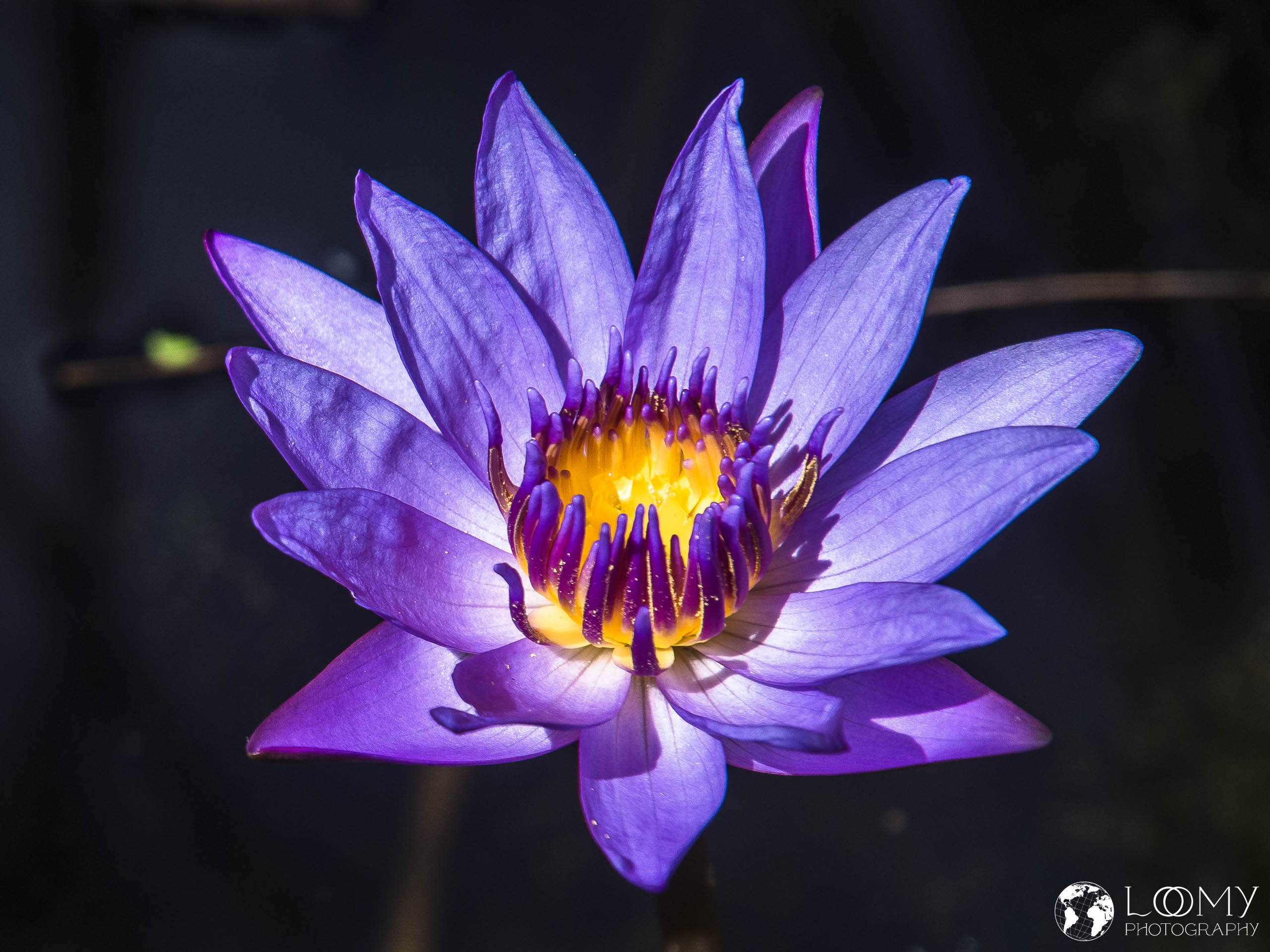 Blue Water Lily