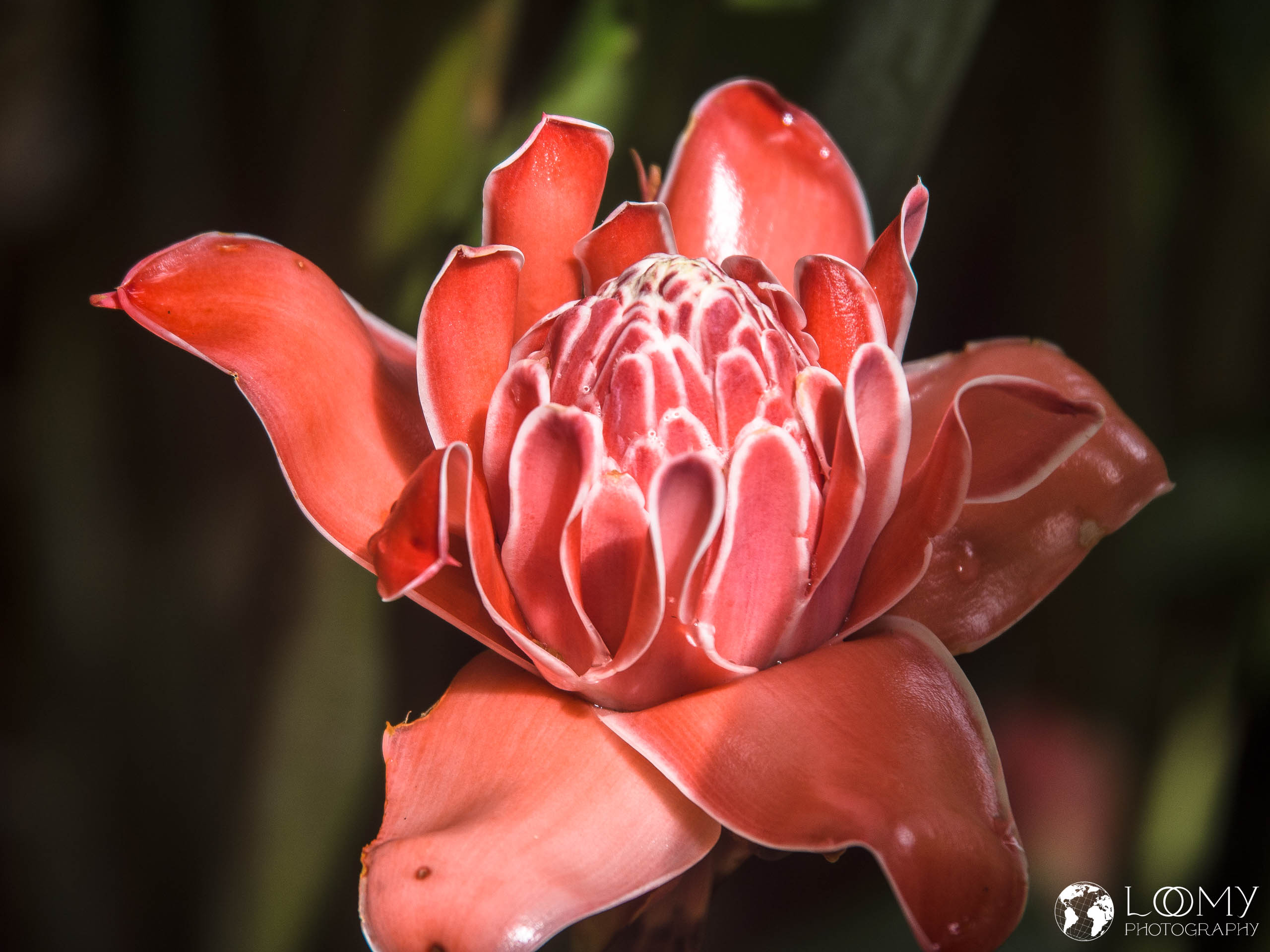 Torch ginger