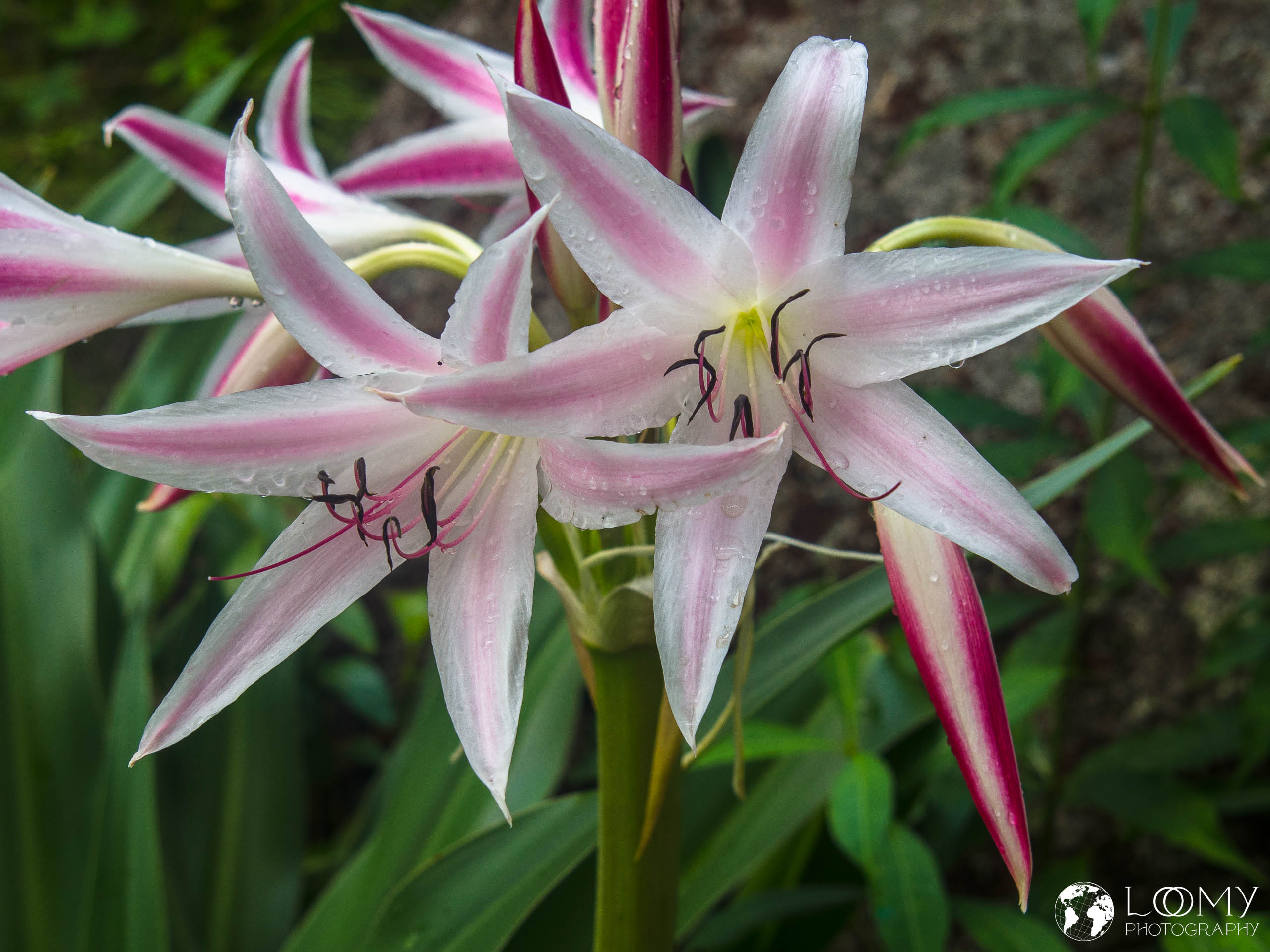 Giant Spider Lily