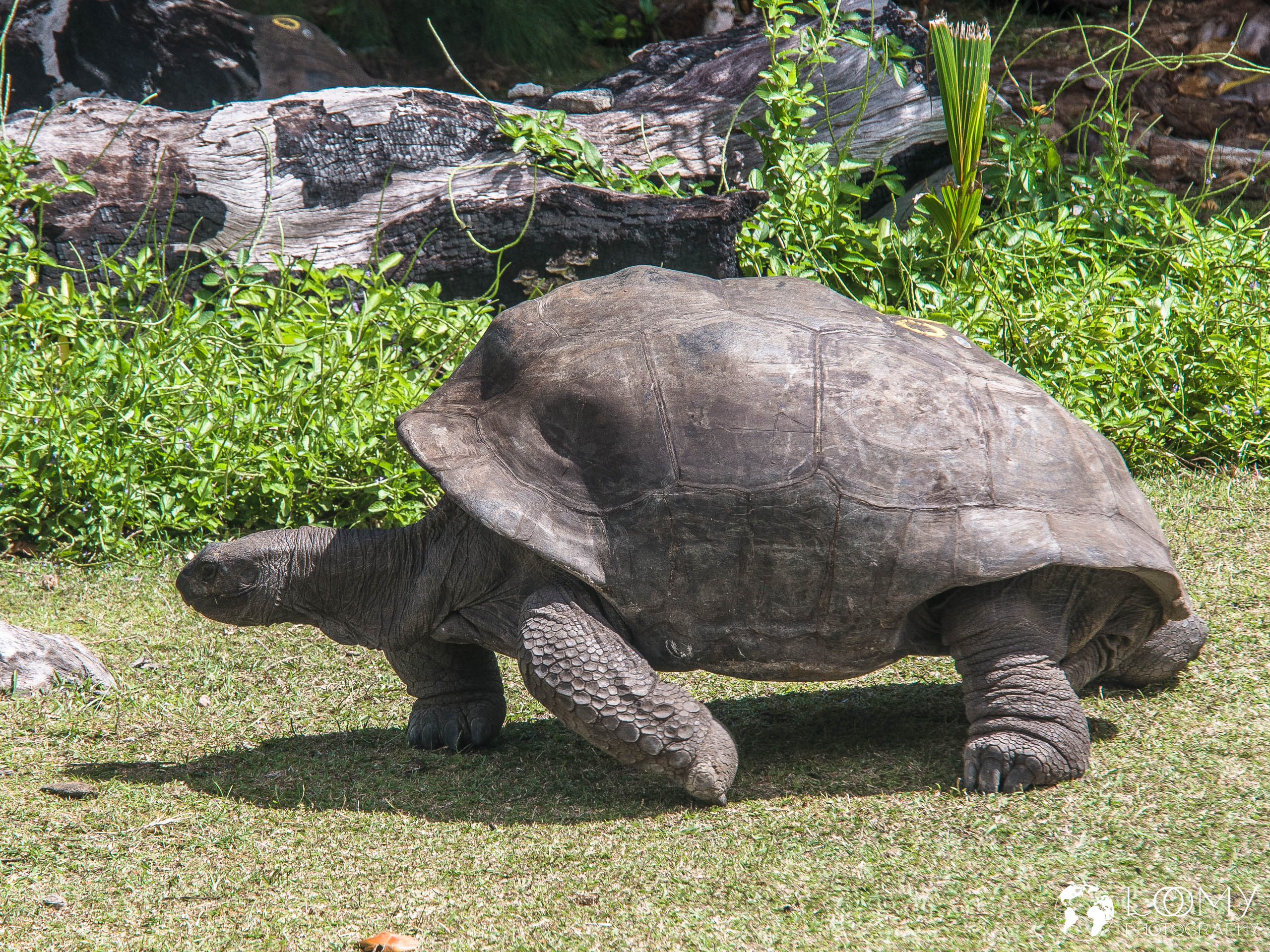 Aldabra-Riesenschildkröte