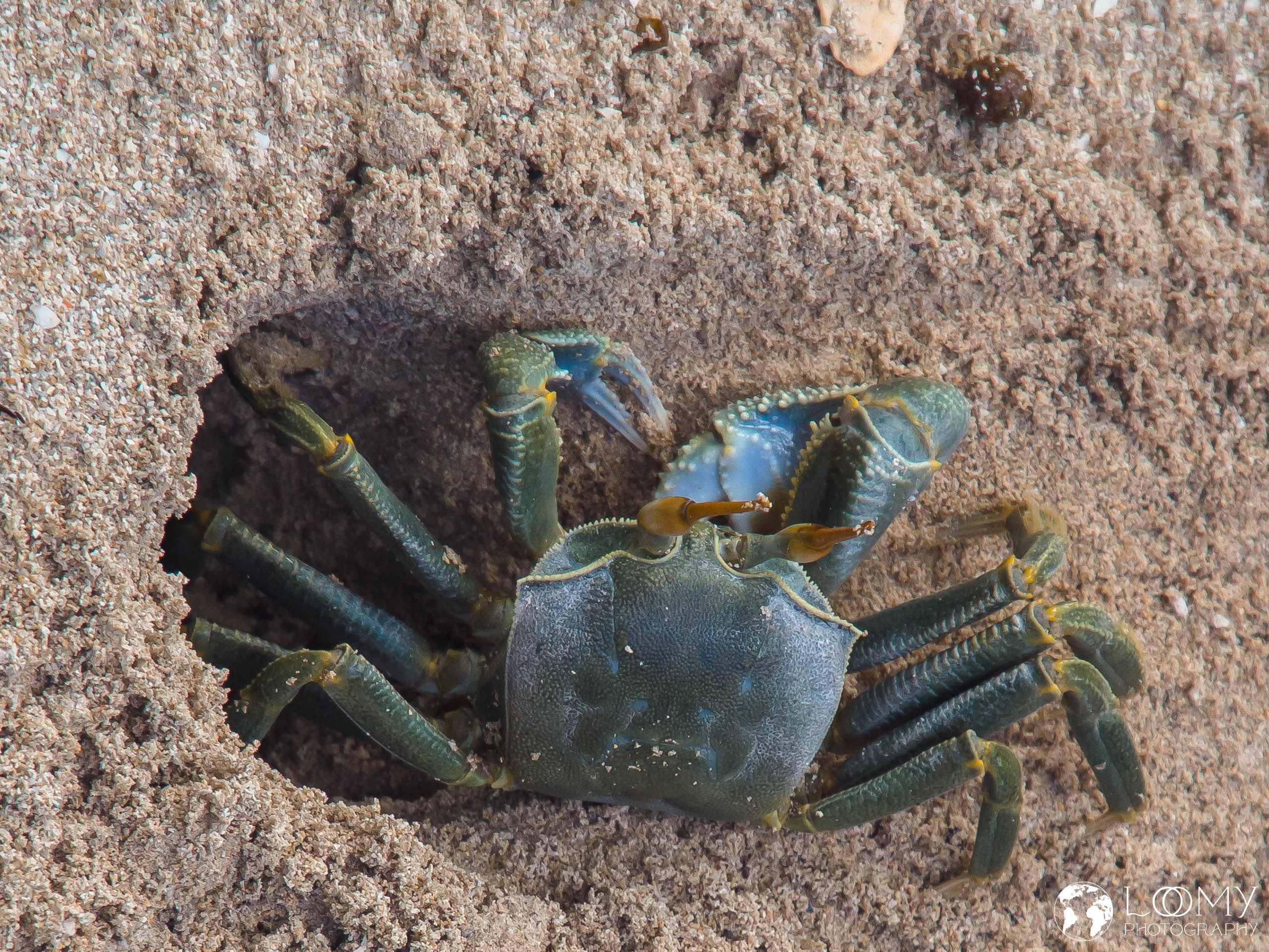 Ghost crab