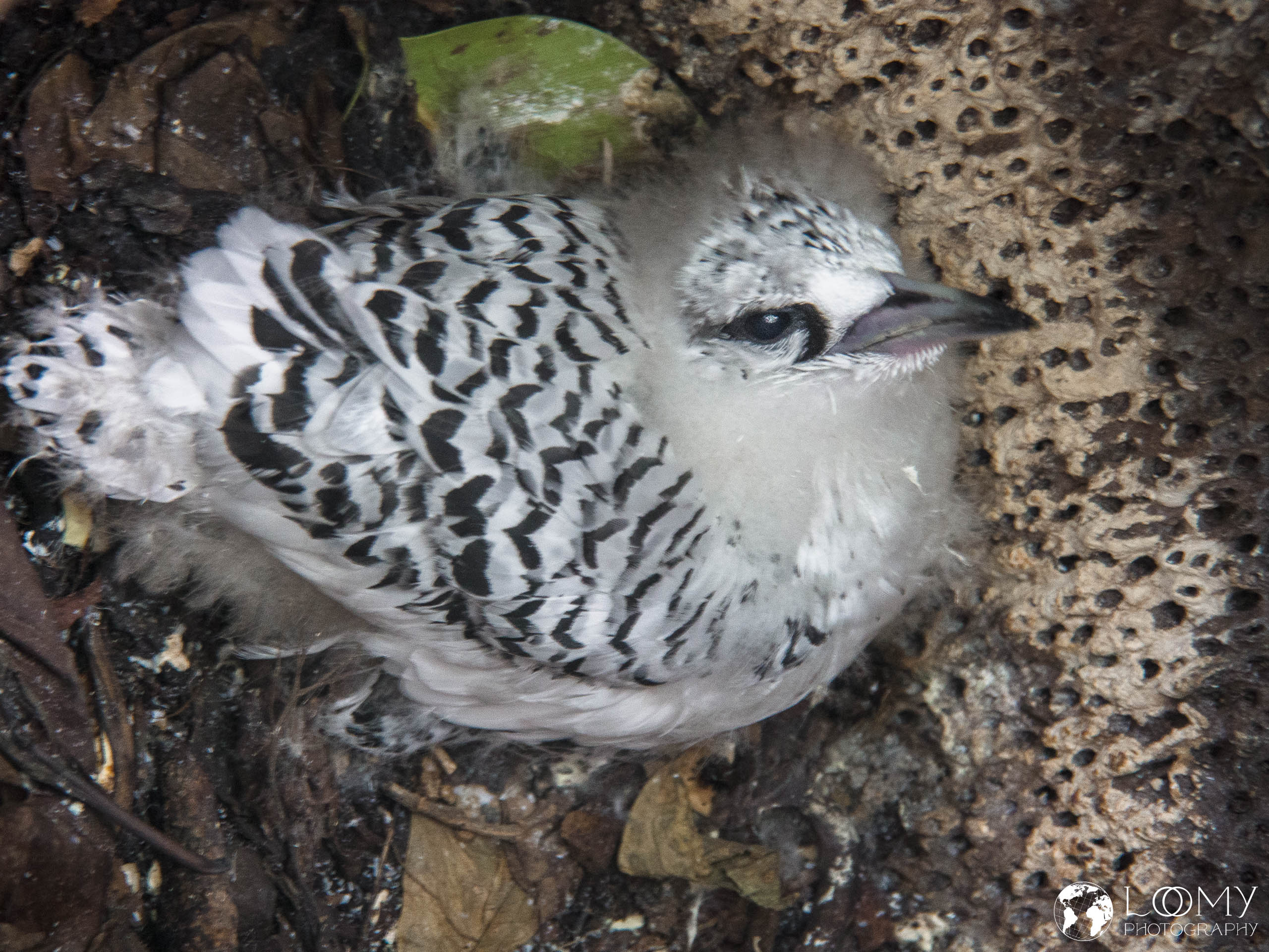 Weiss-Tropikvogel